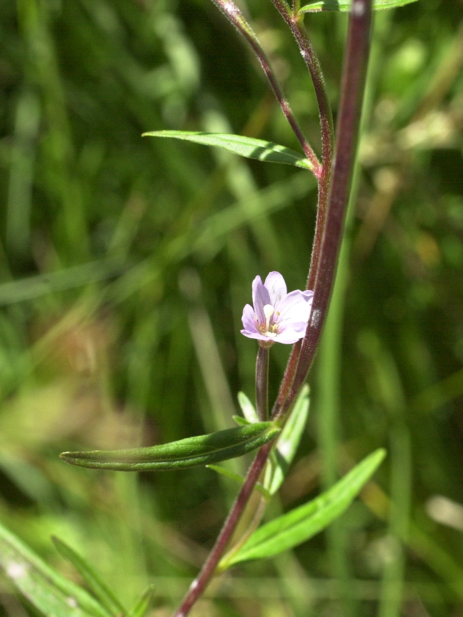 Afficher le média epilobium_palustre2md epilobium_palustre2md