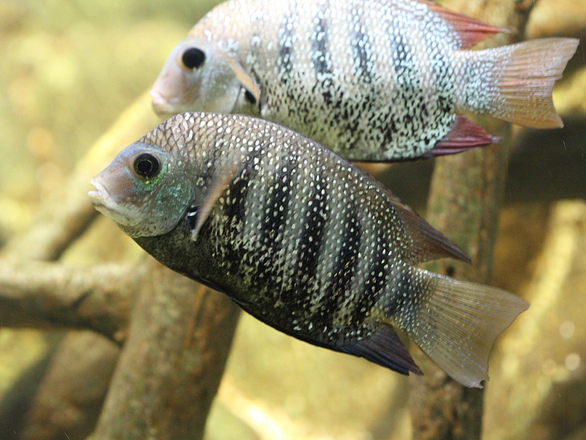 etroplus_maculatus1bd