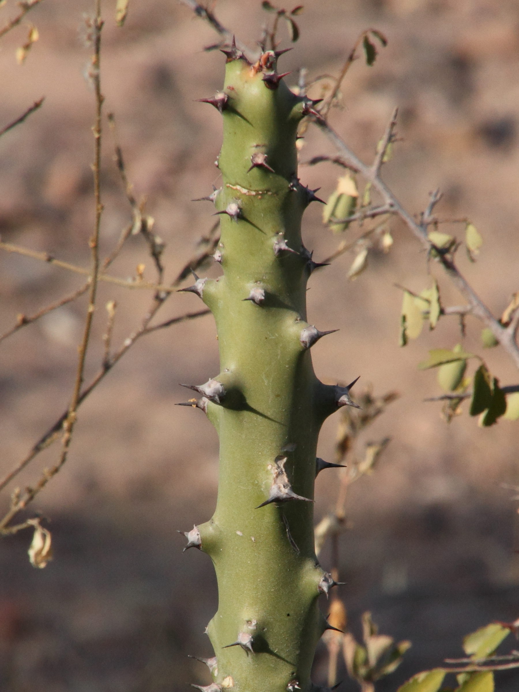euphorbia_caducifolia3md