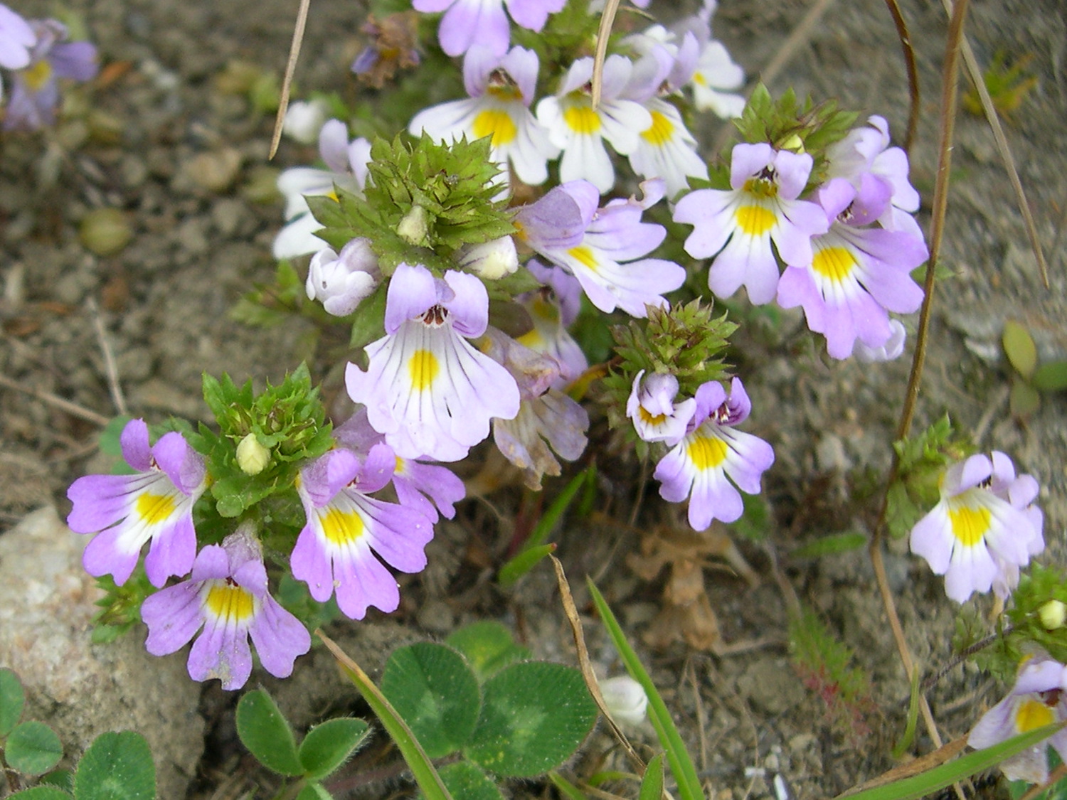 Afficher le média euphrasia_stricta1md euphrasia_stricta1md