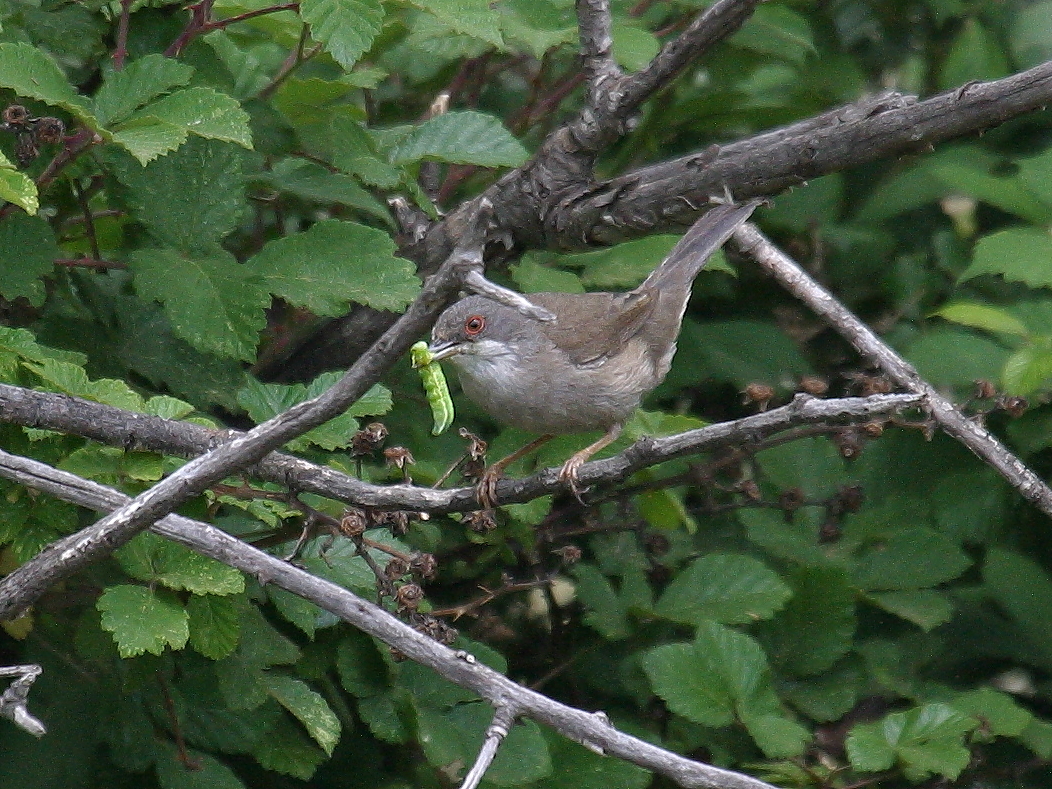 fauvette_melanocephale_-_sylvia_melanocephala4bd