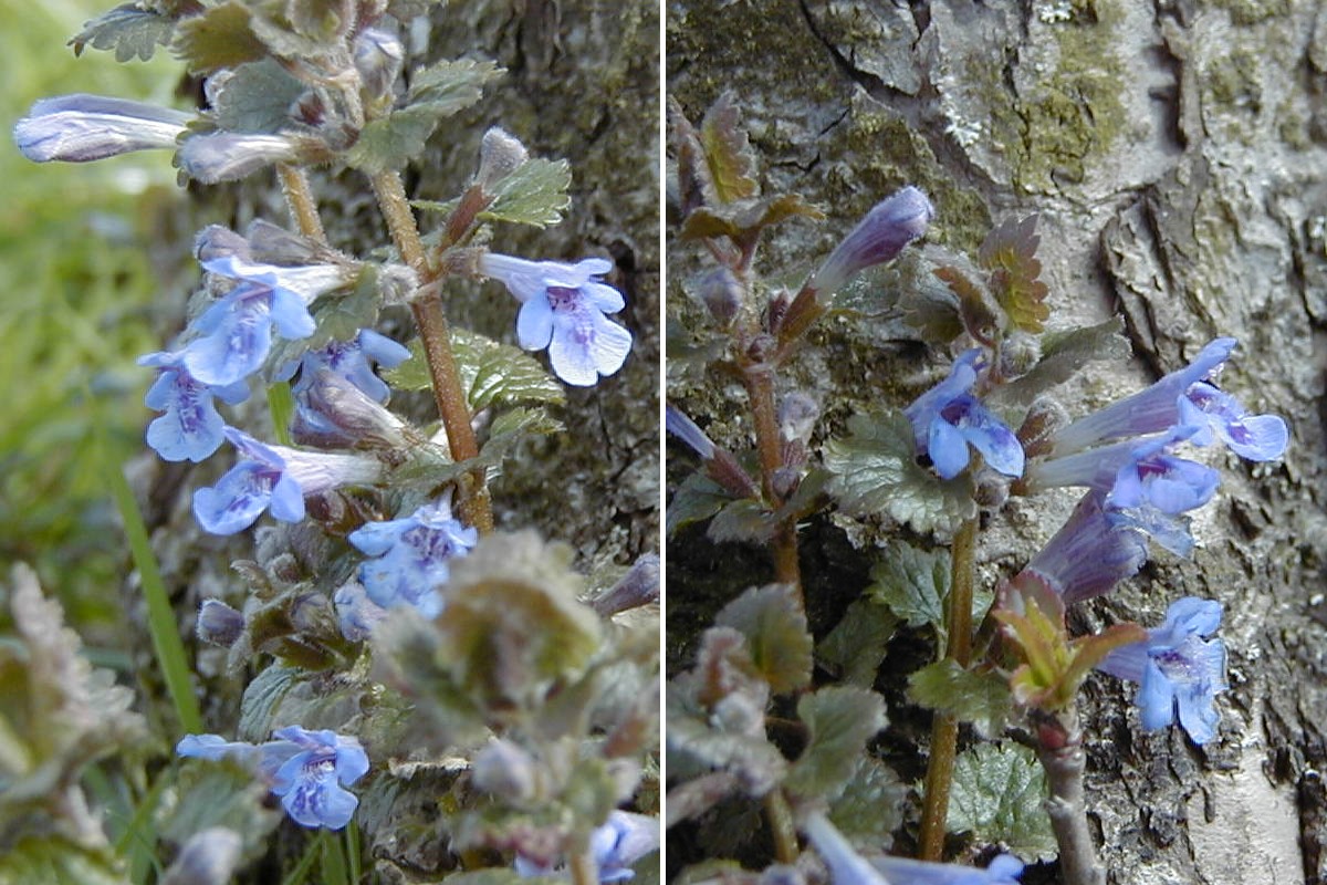 Afficher le média glechoma_hederacea2md glechoma_hederacea2md