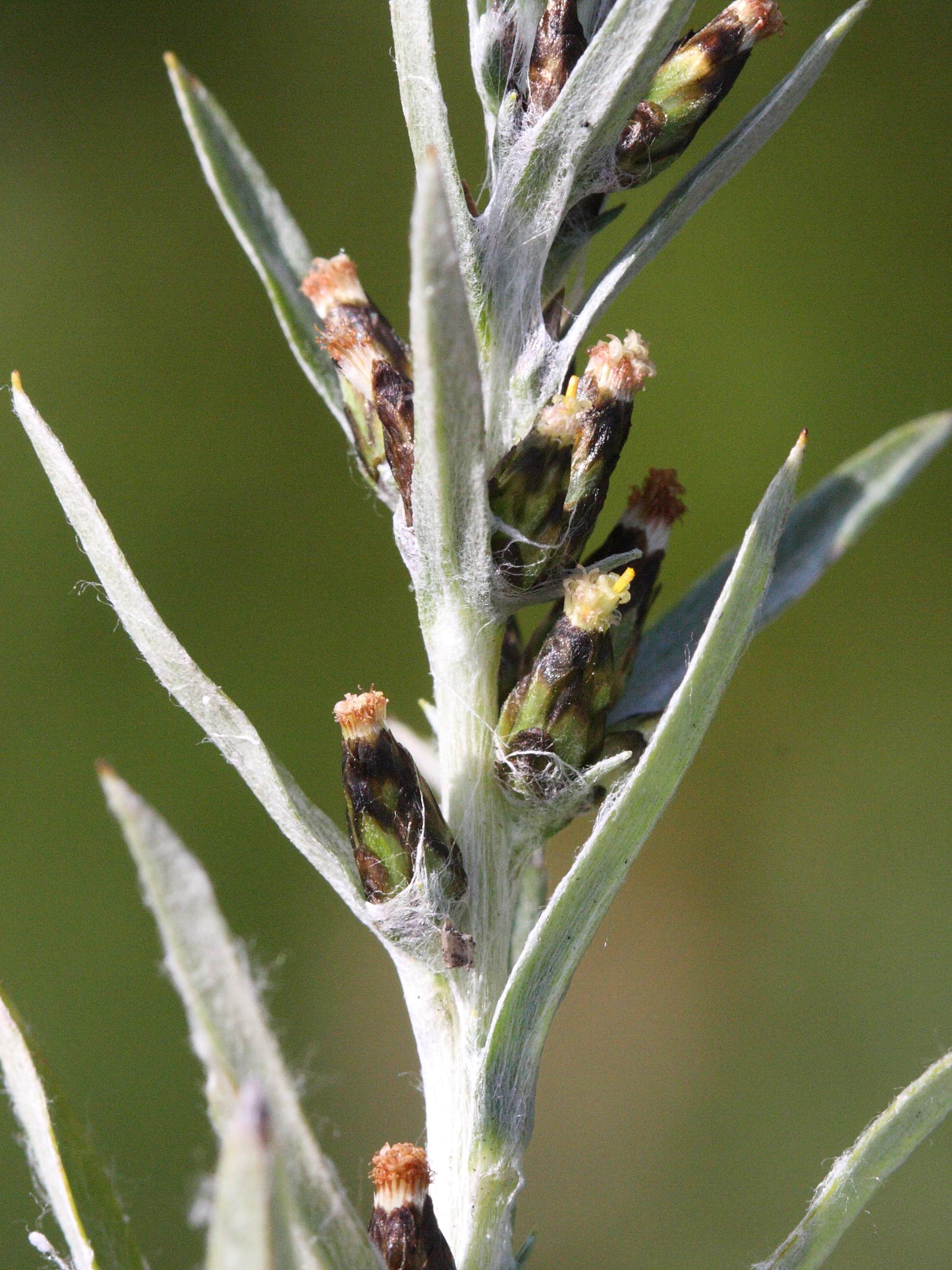 gnaphalium_sylvaticum2md