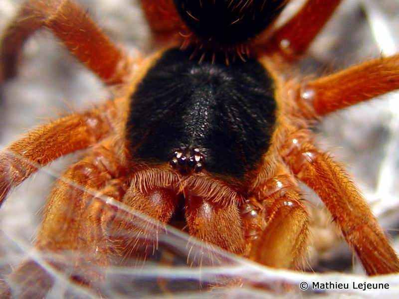 Afficher le média hapalopus_priscilae3ml hapalopus_priscilae3ml