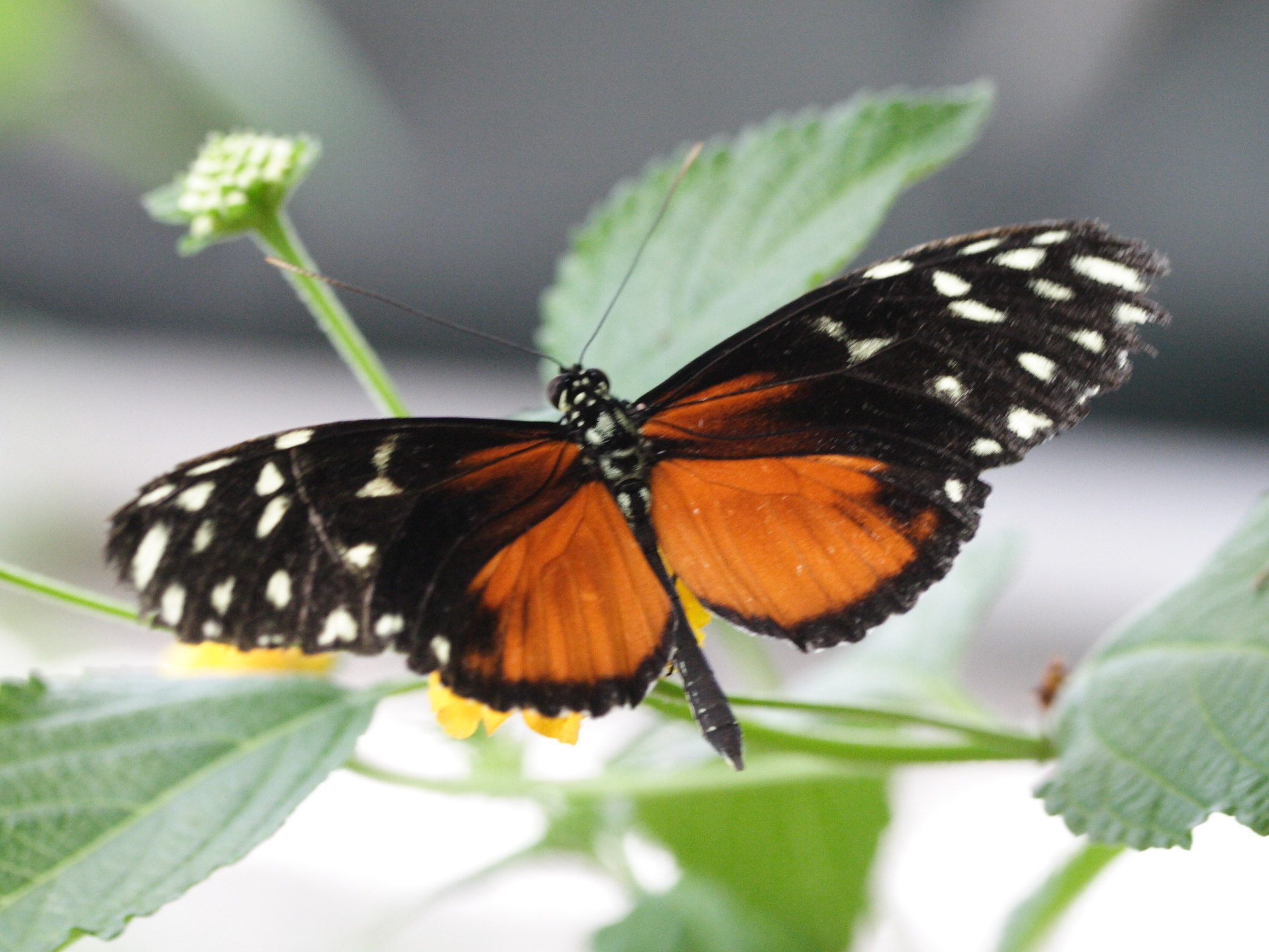 heliconius_hecale5md