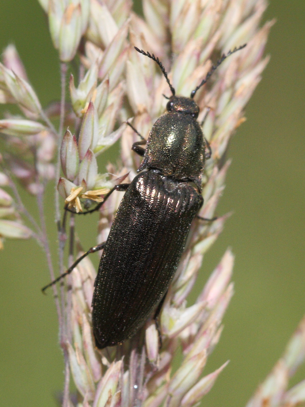 hemicrepidius_hirtus