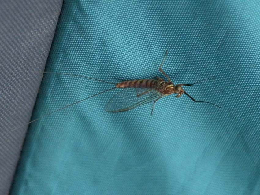 heptagenia_venosa2md