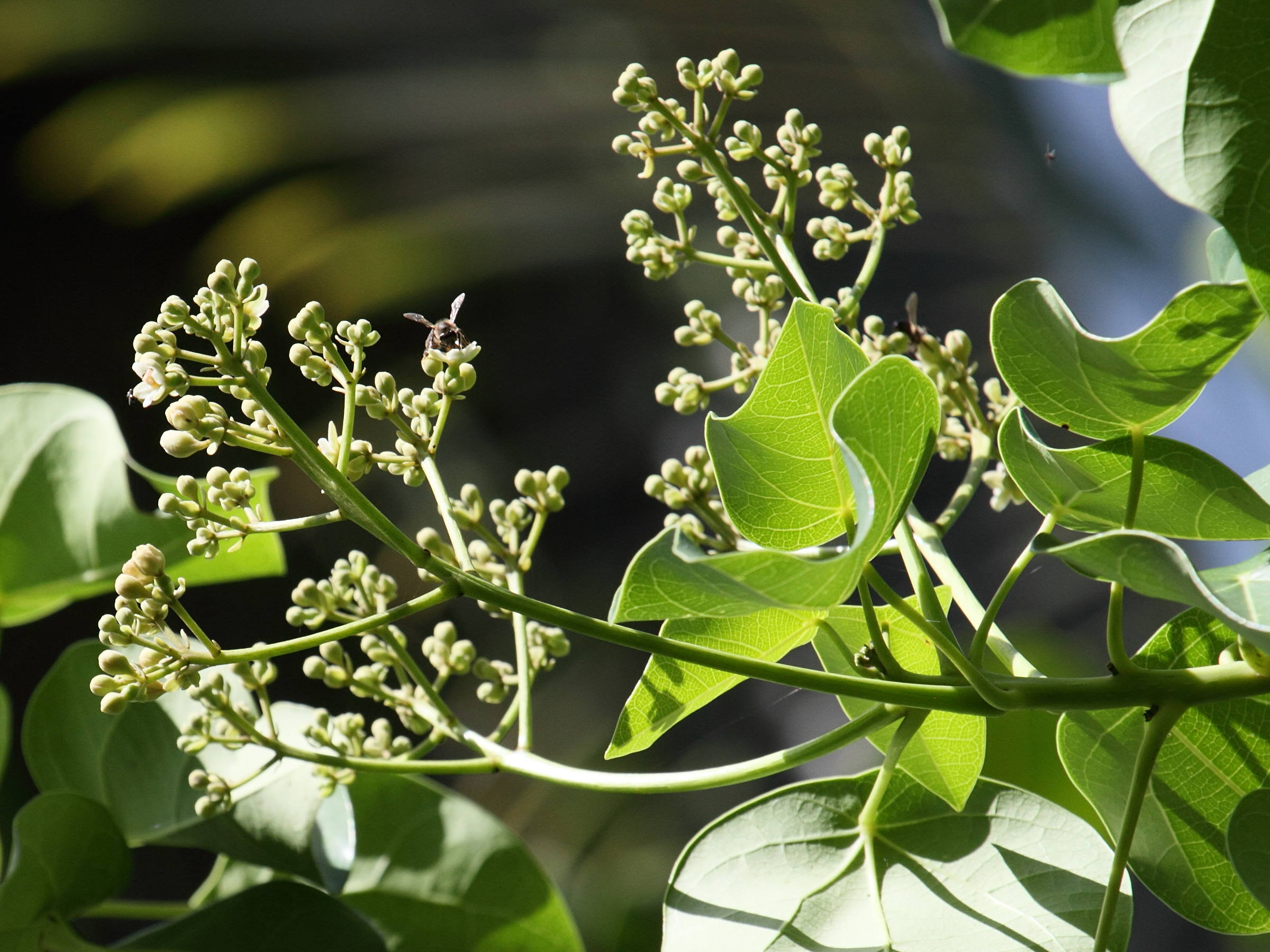 hernandia_nymphaeifolia3bd