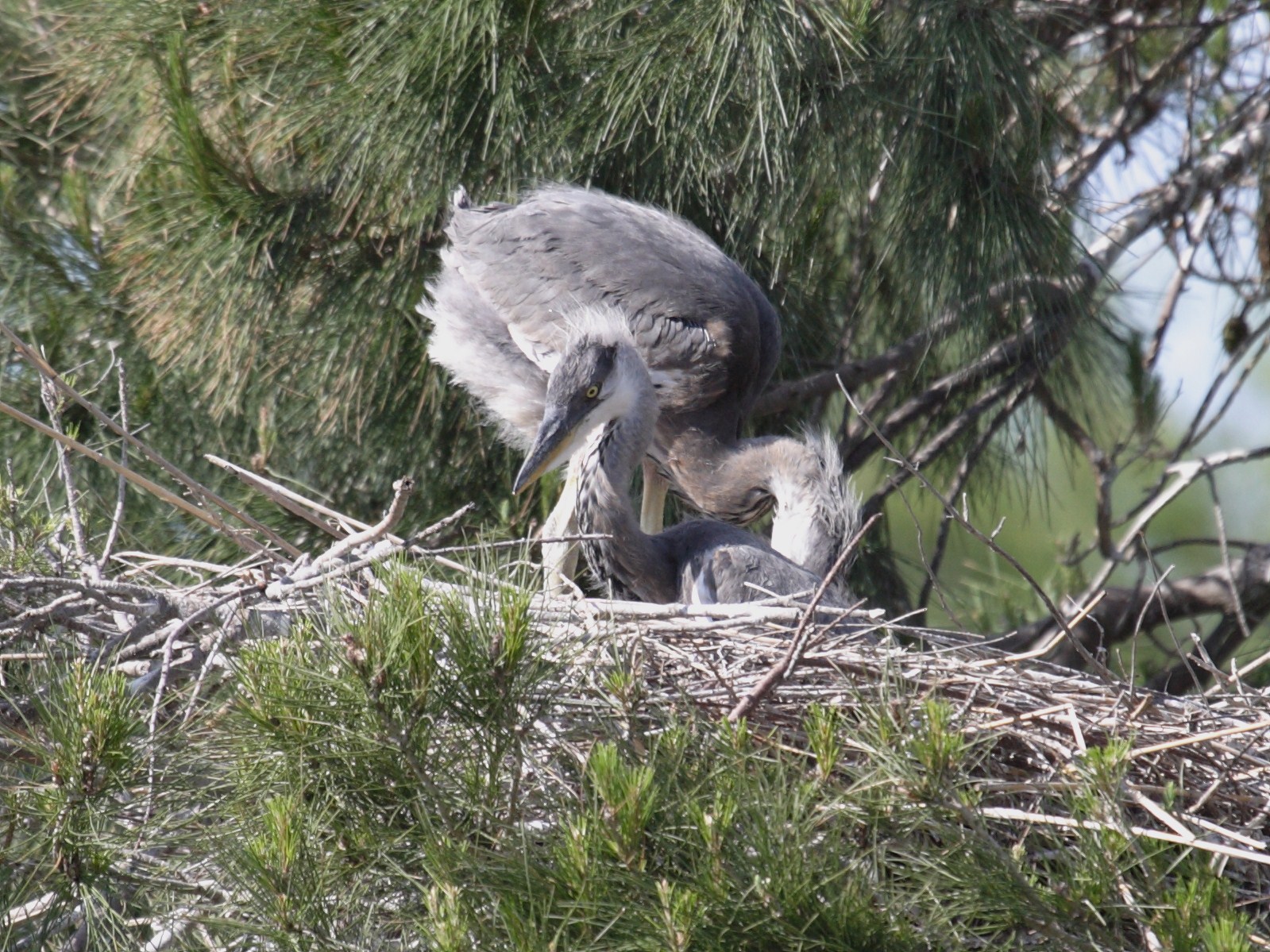 heron_cendre_-_ardea_cinerea7bd