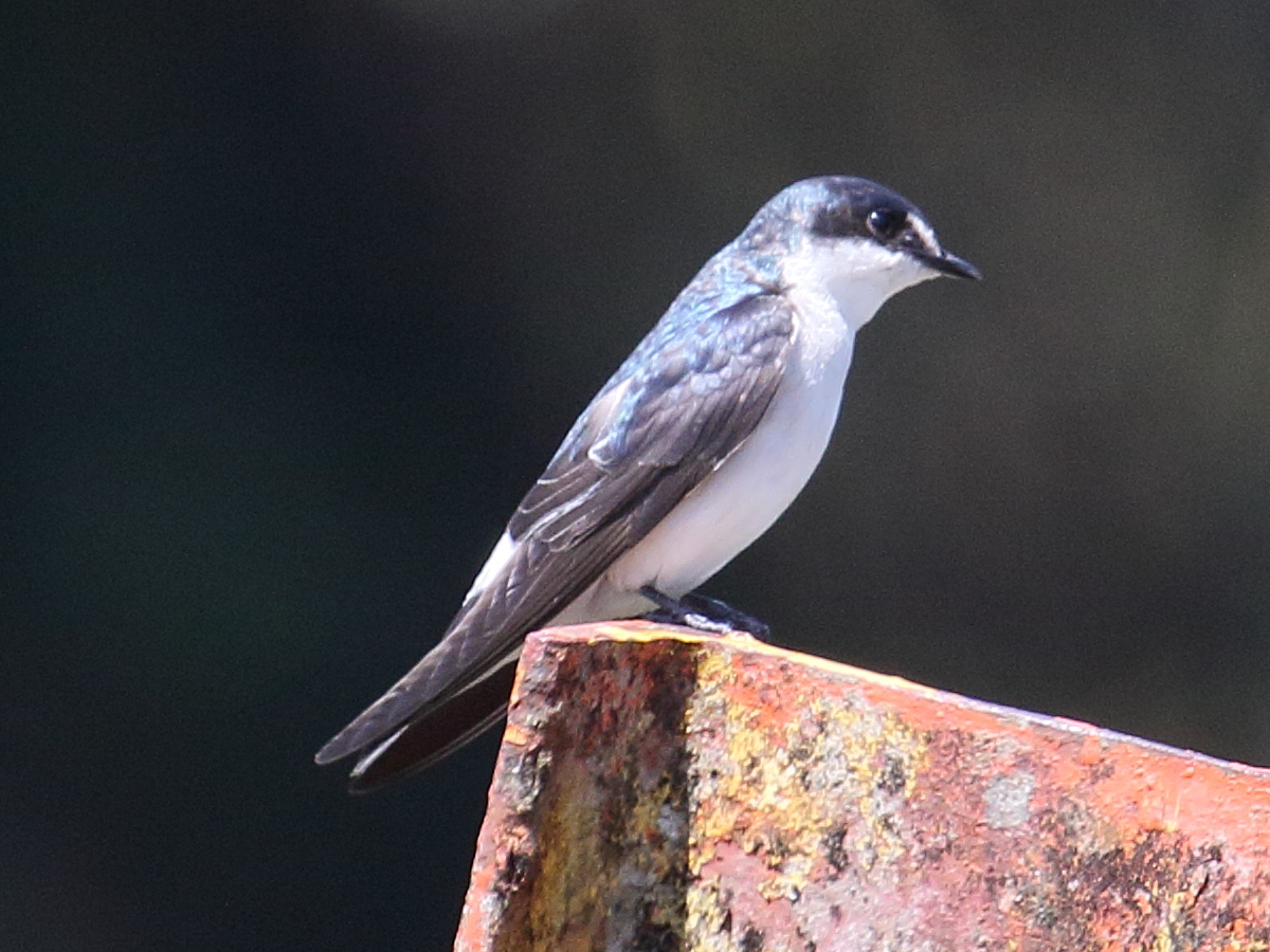 Afficher le média hirondelle_des_mangroves_-_tachycineta_albilinea1bd hirondelle_des_mangroves_-_tachycineta_albilinea1bd
