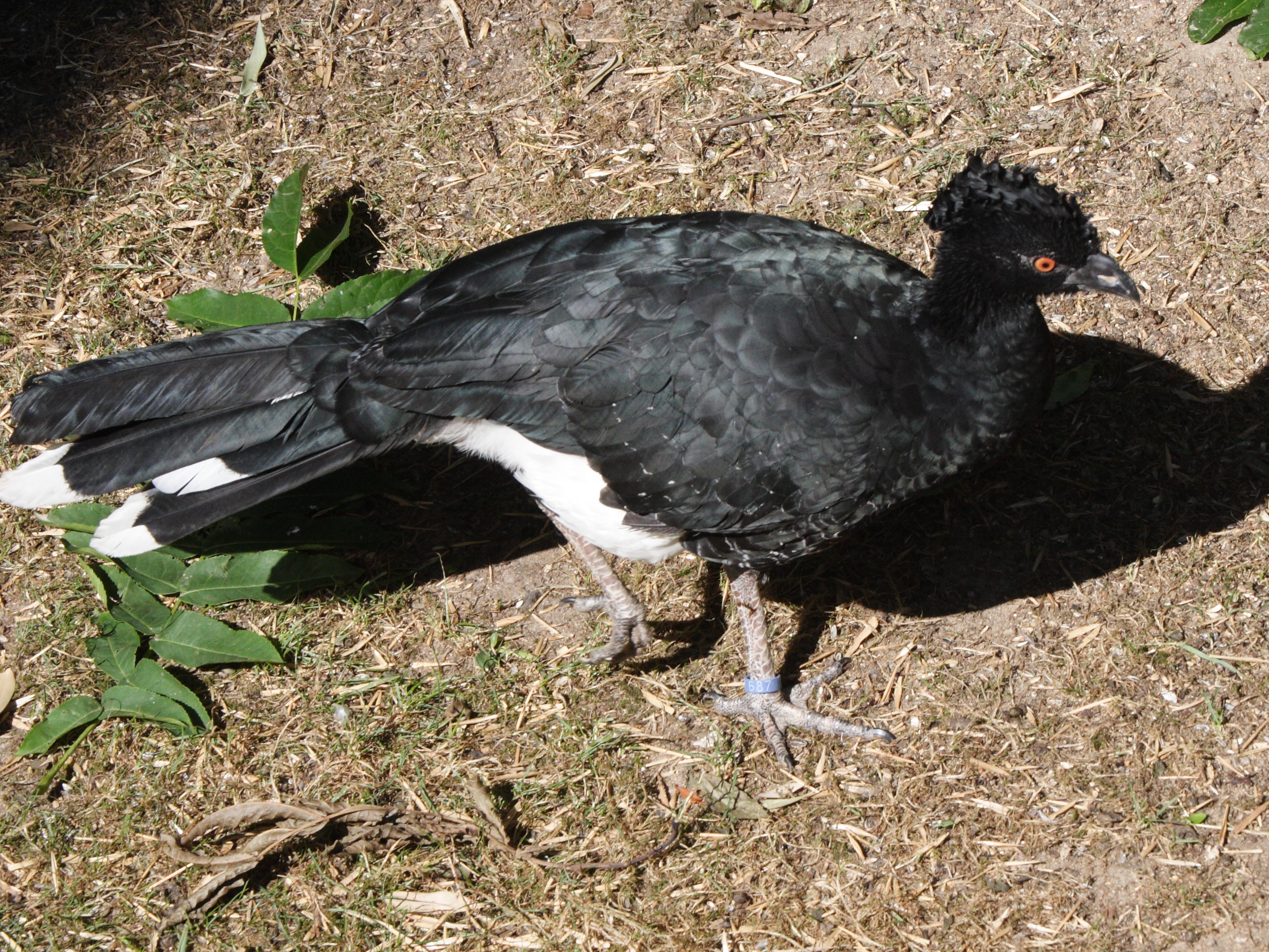 hocco_de_daubenton_-_crax_daubentoni4md