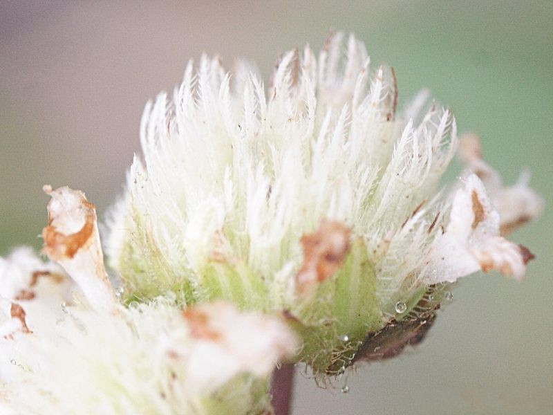 hyptis_atrorubens2md