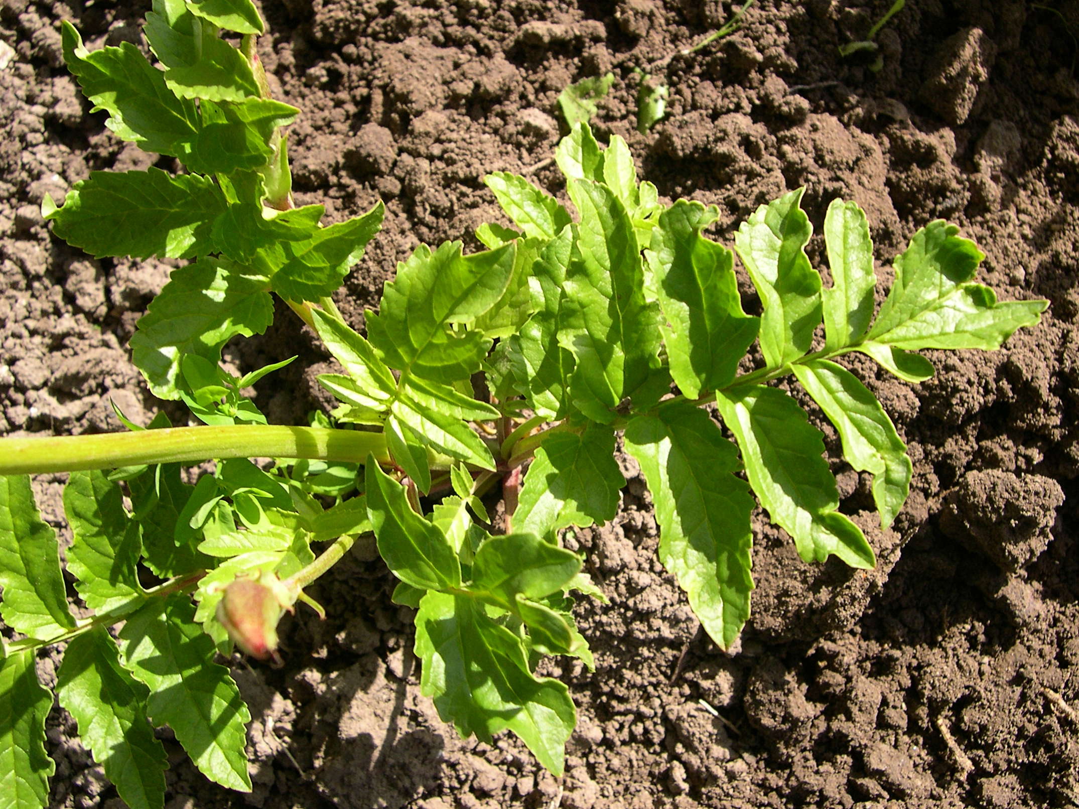 incarvillea_delavayi2md