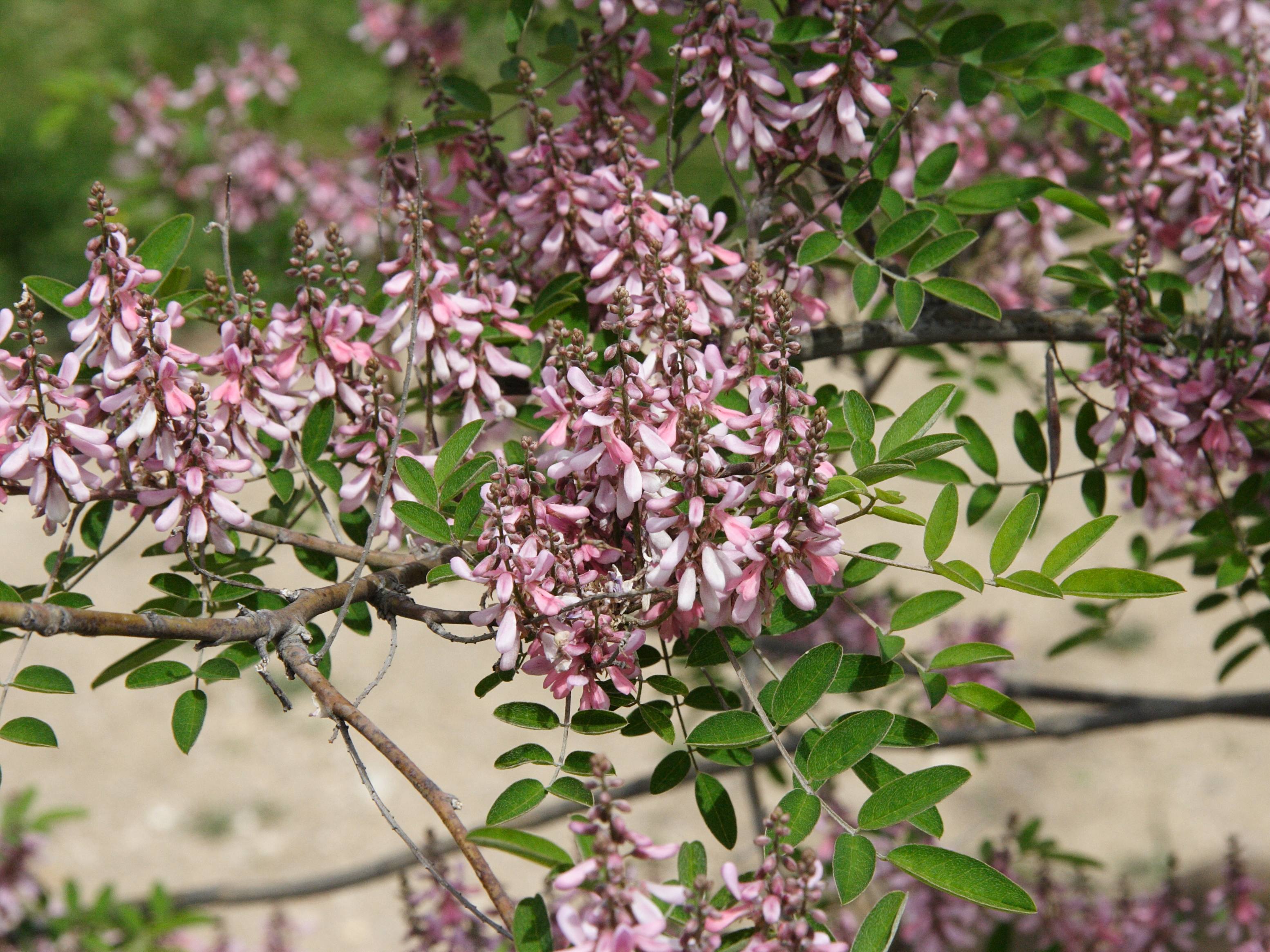 indigofera_potaninii1md