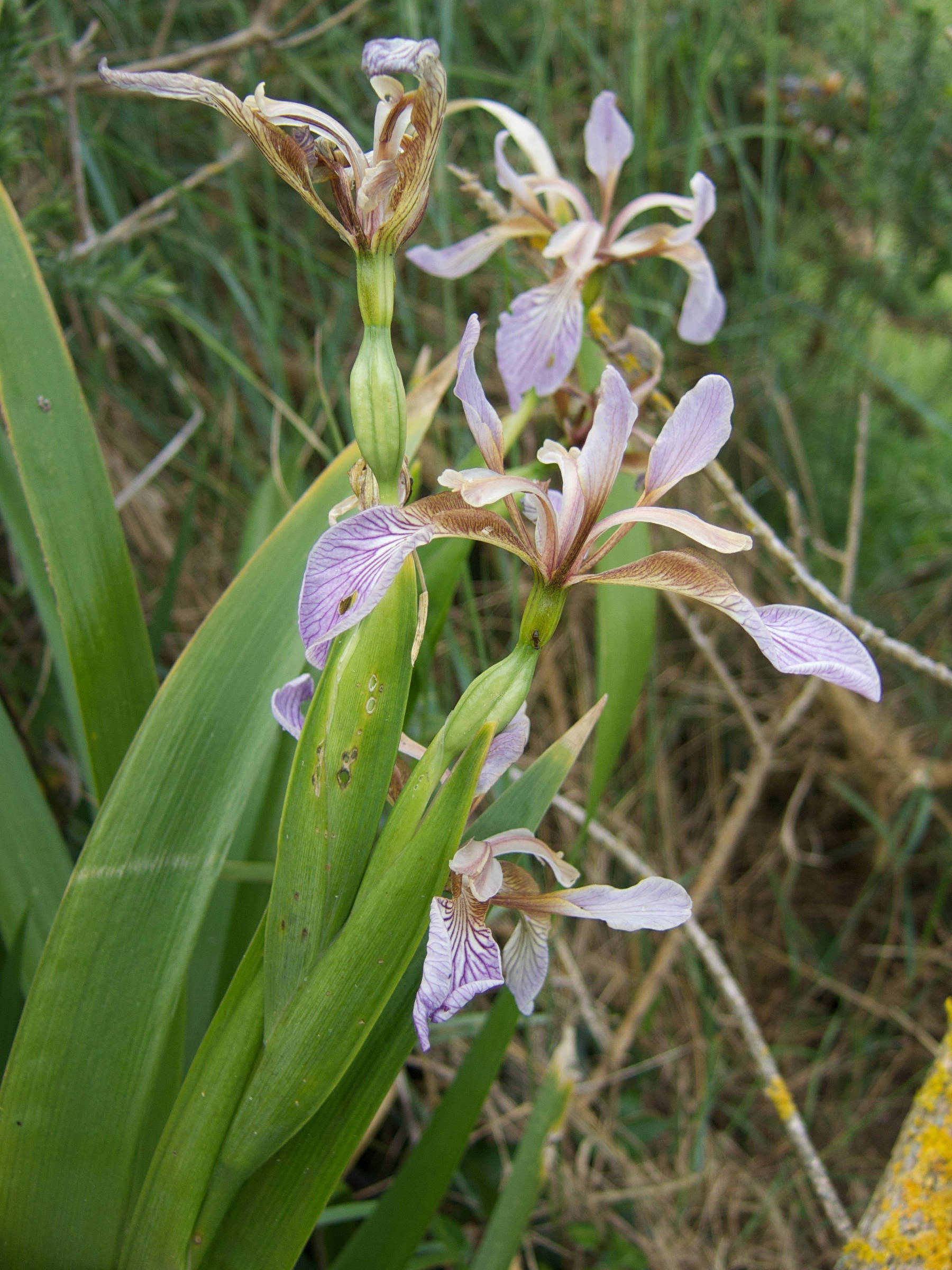 Afficher le média iris_foetidissima4md iris_foetidissima4md