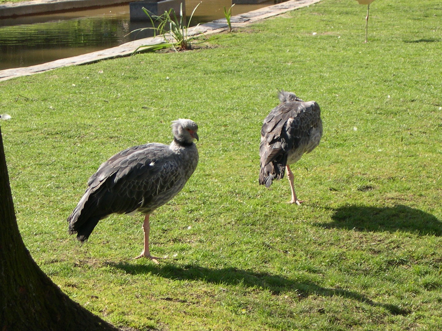 kamichi_a_collier_-_chauna_torquata2md