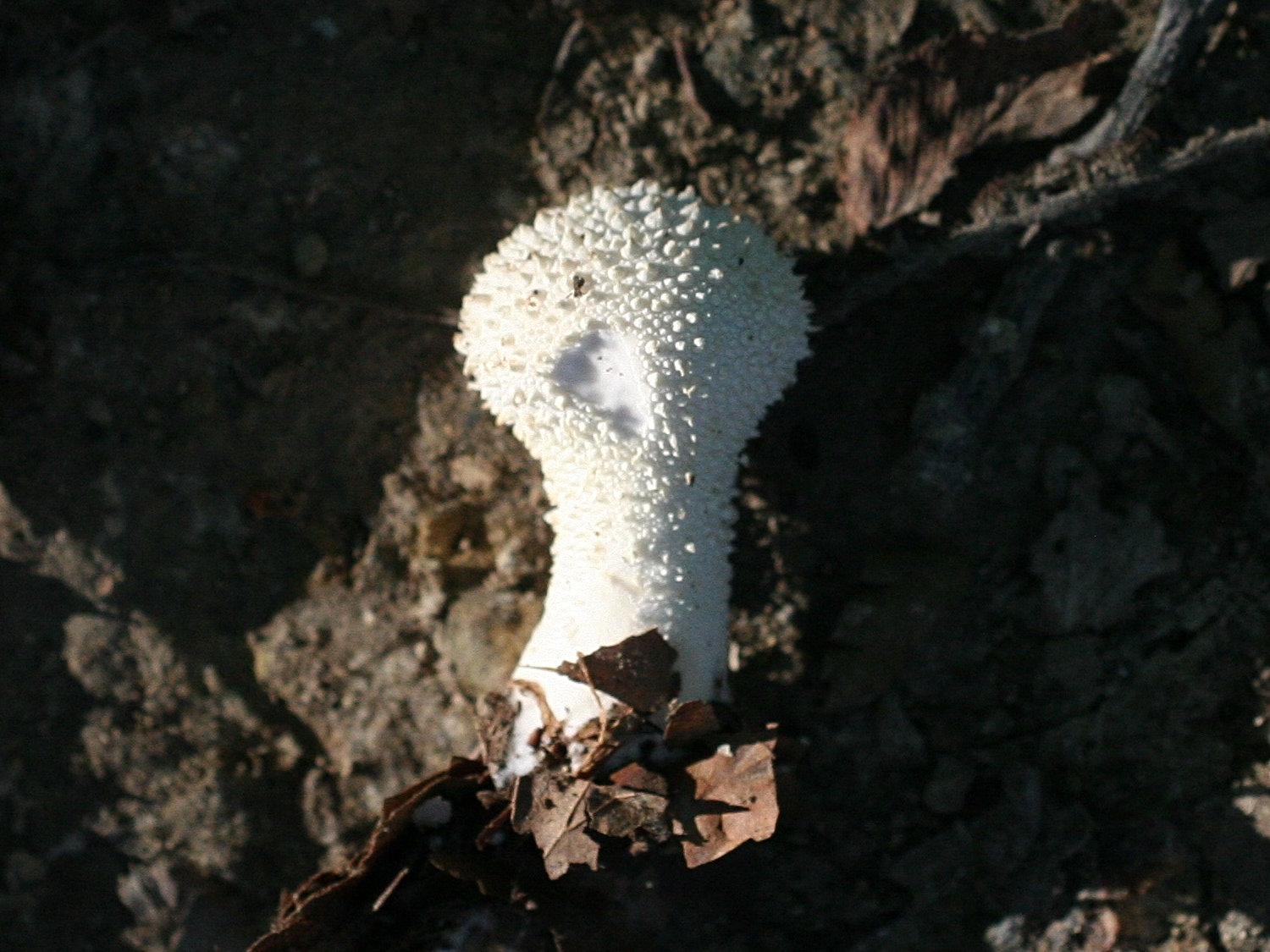 Afficher le média lycoperdon_perlatum2md lycoperdon_perlatum2md