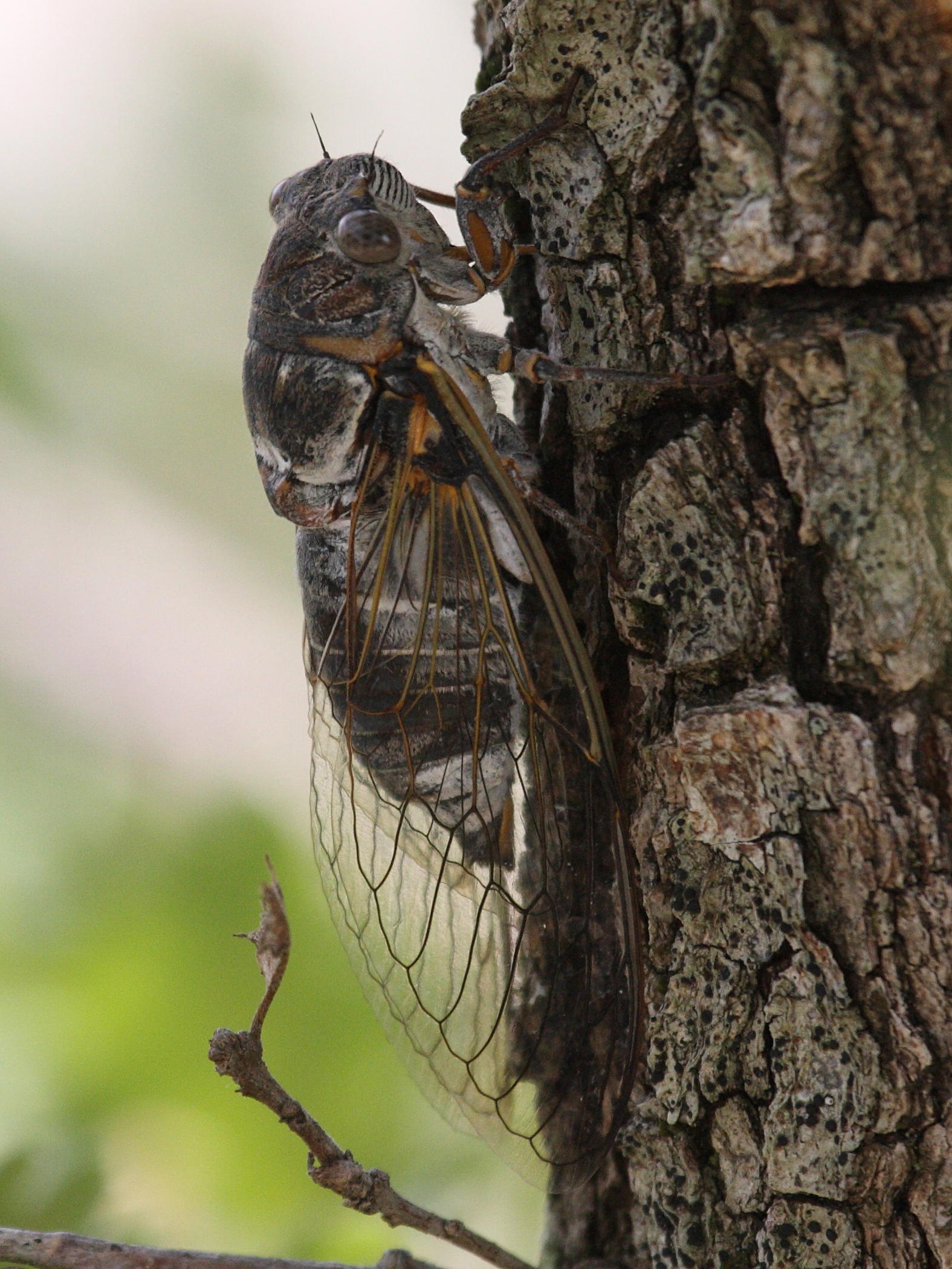 lyristes_plebejus3bd