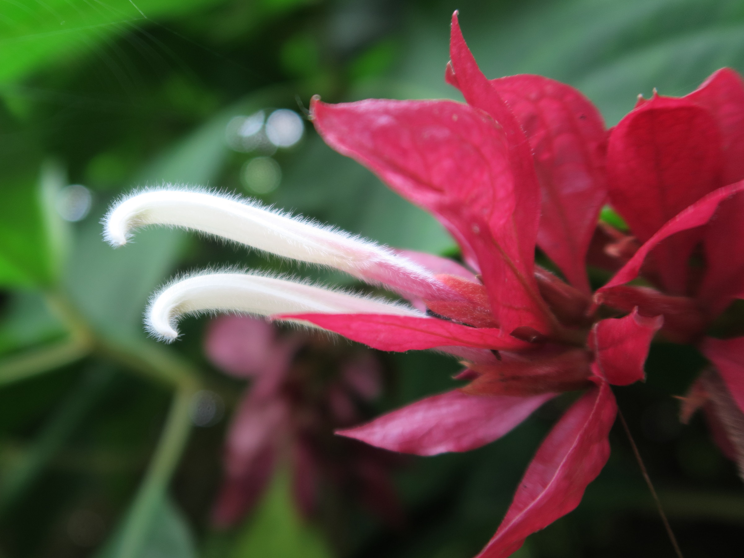 Afficher le média Magakepasma_erythrochlamys Magakepasma_erythrochlamys