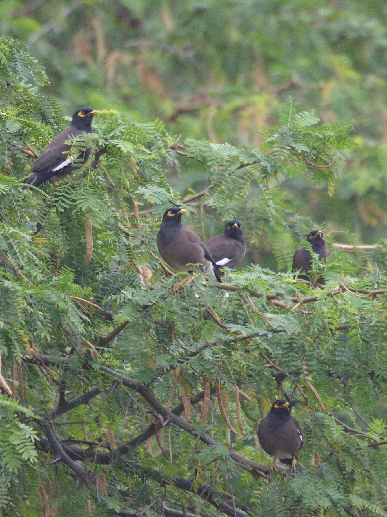 martin_triste_-_acridotheres_tristis2bd