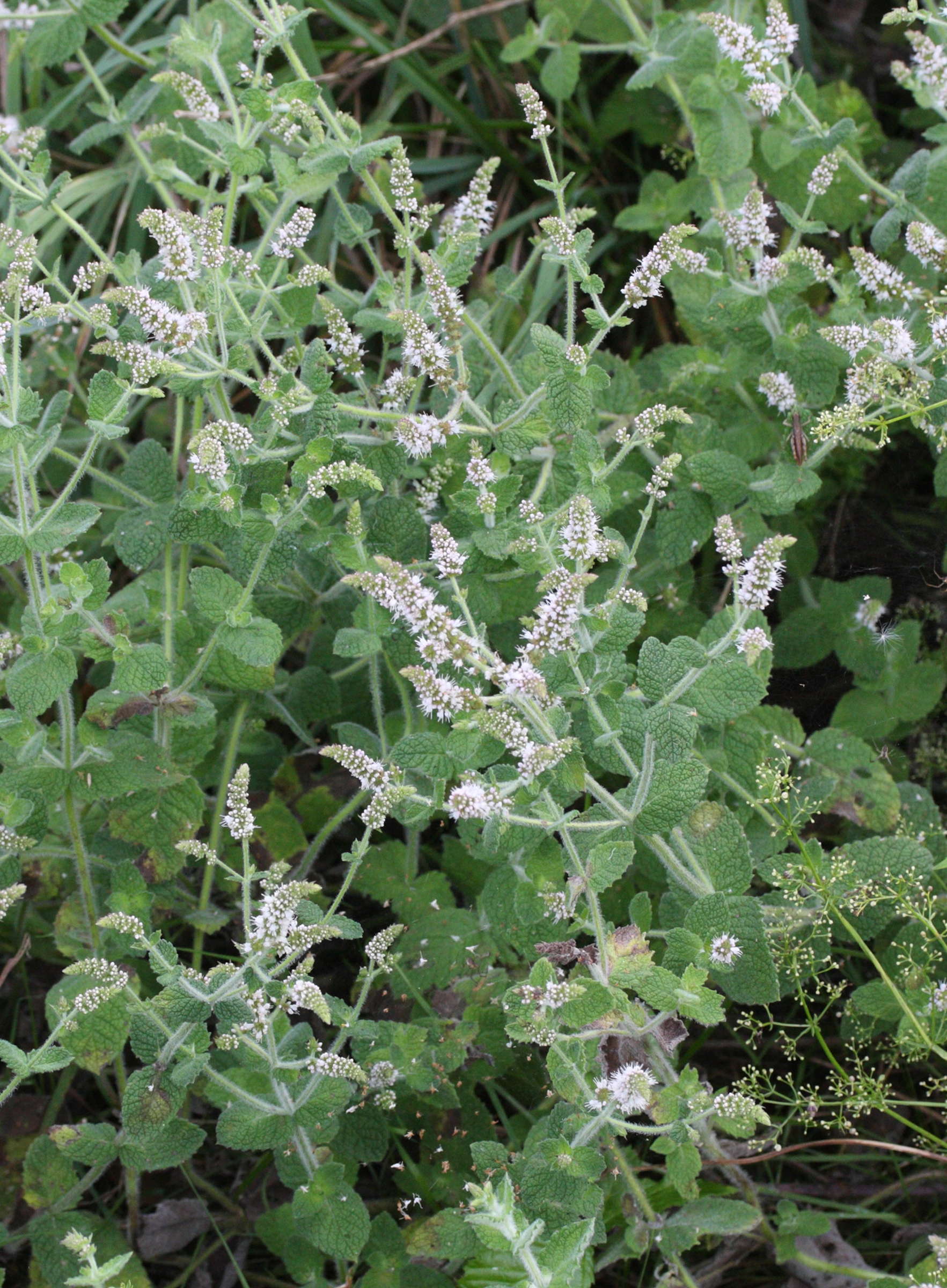 Mentha_suaveolens suaveolens