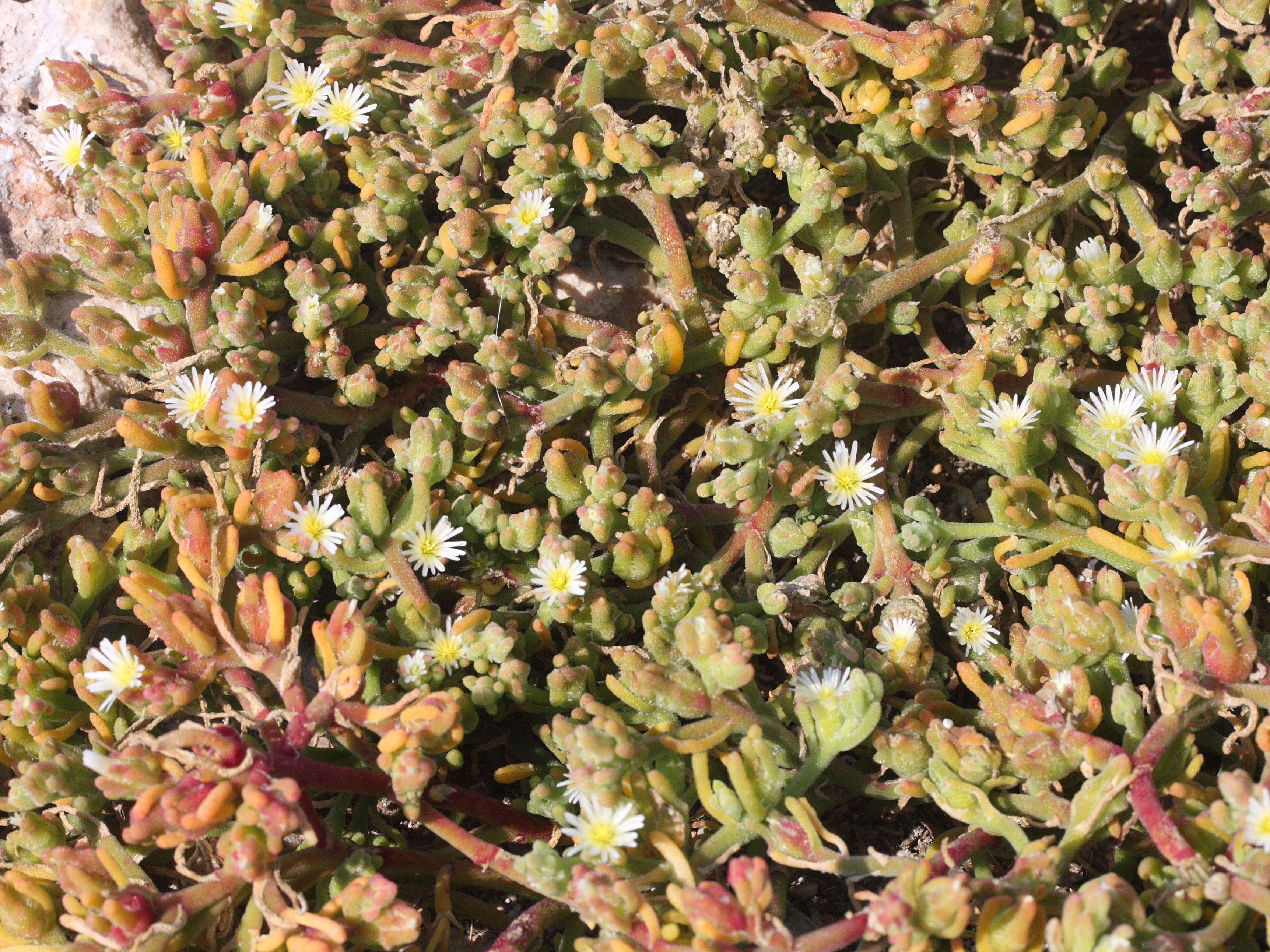 mesembryanthemum_nodiflorum1md