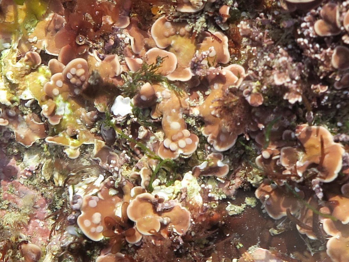 Afficher le média mesophyllum_lichenoides2md mesophyllum_lichenoides2md