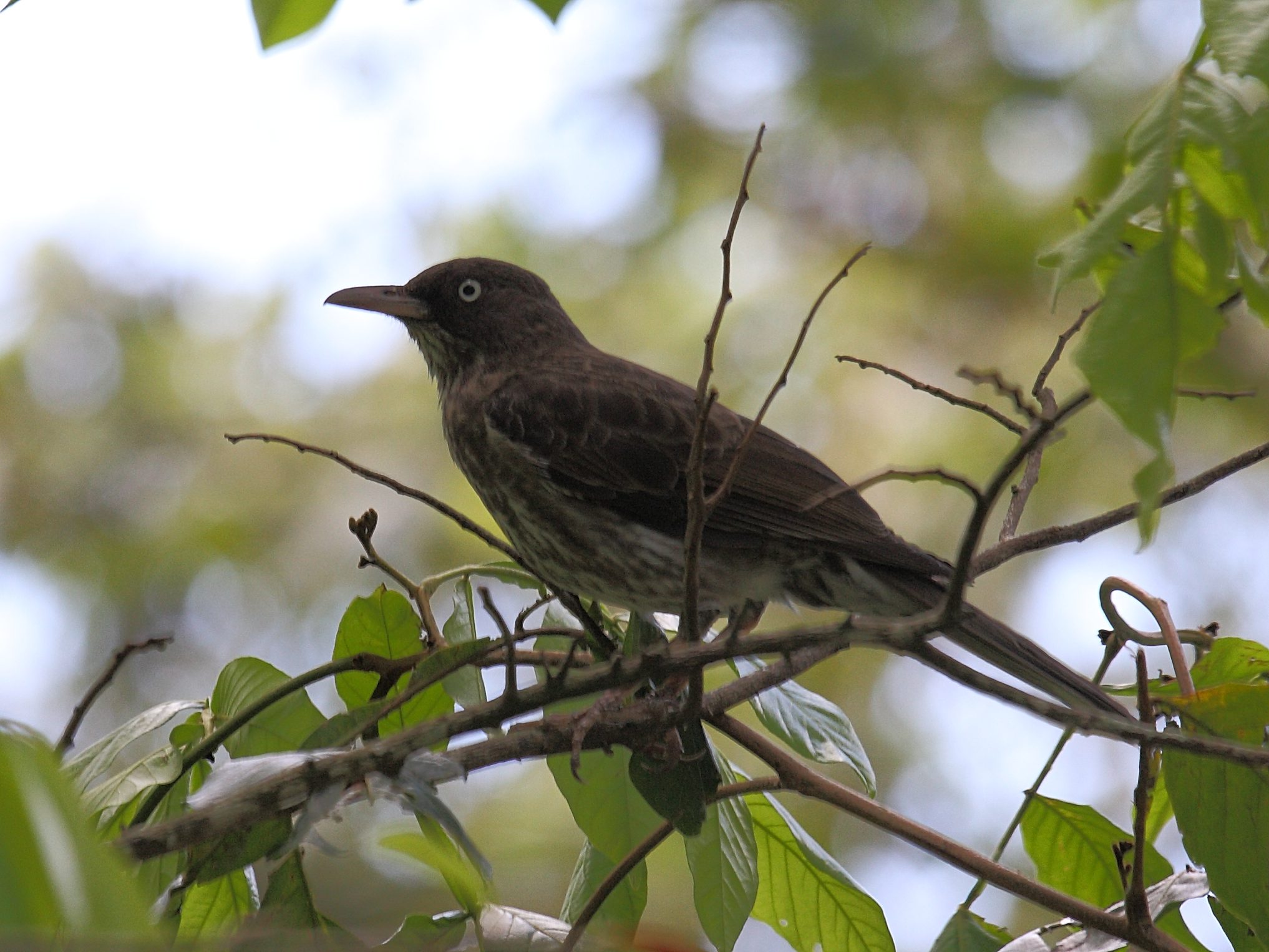 moqueur_corossol_-_margarops_fuscatus2sd