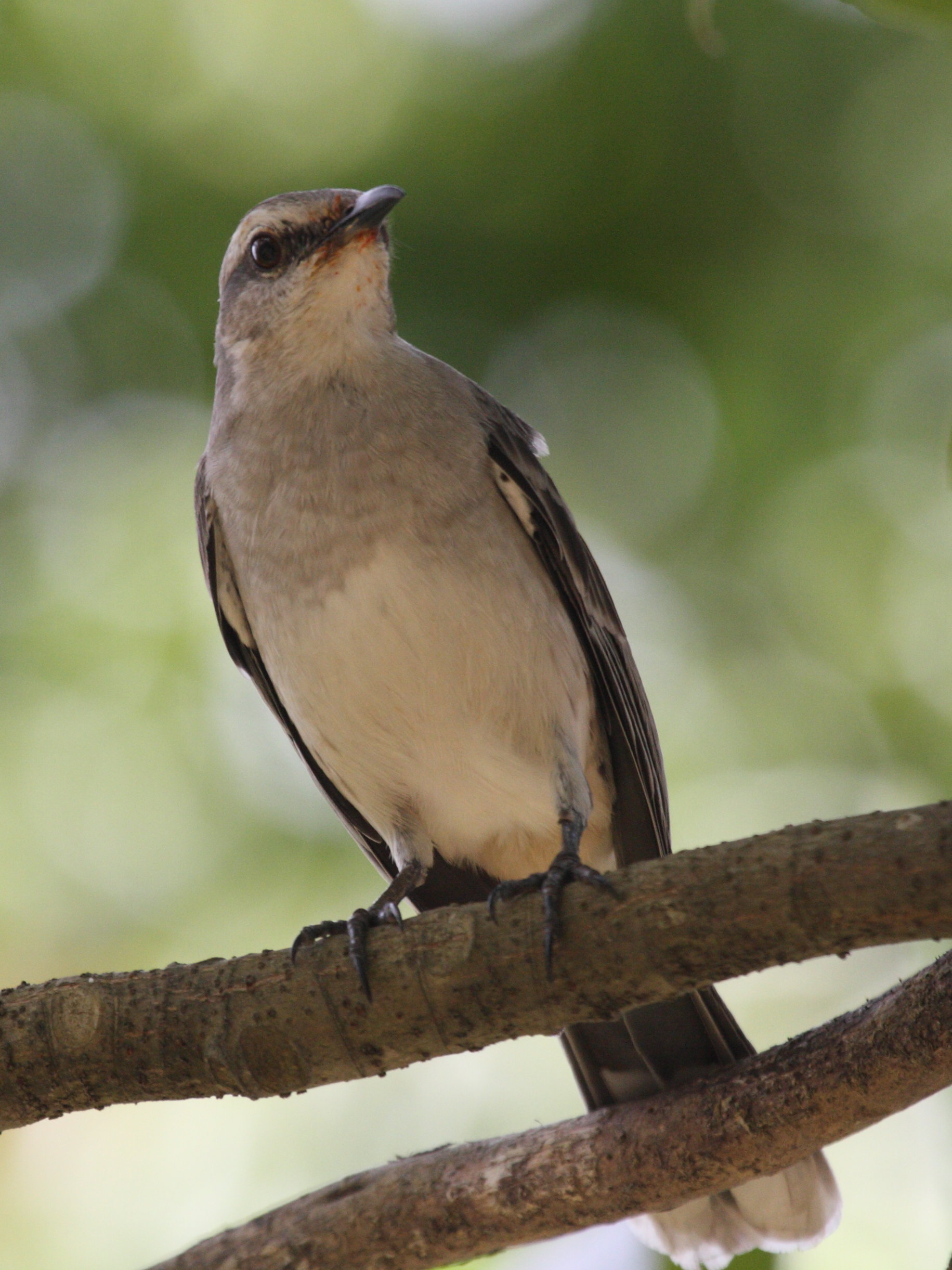 moqueur_des_savanes_-_mimus_gilvus2bd