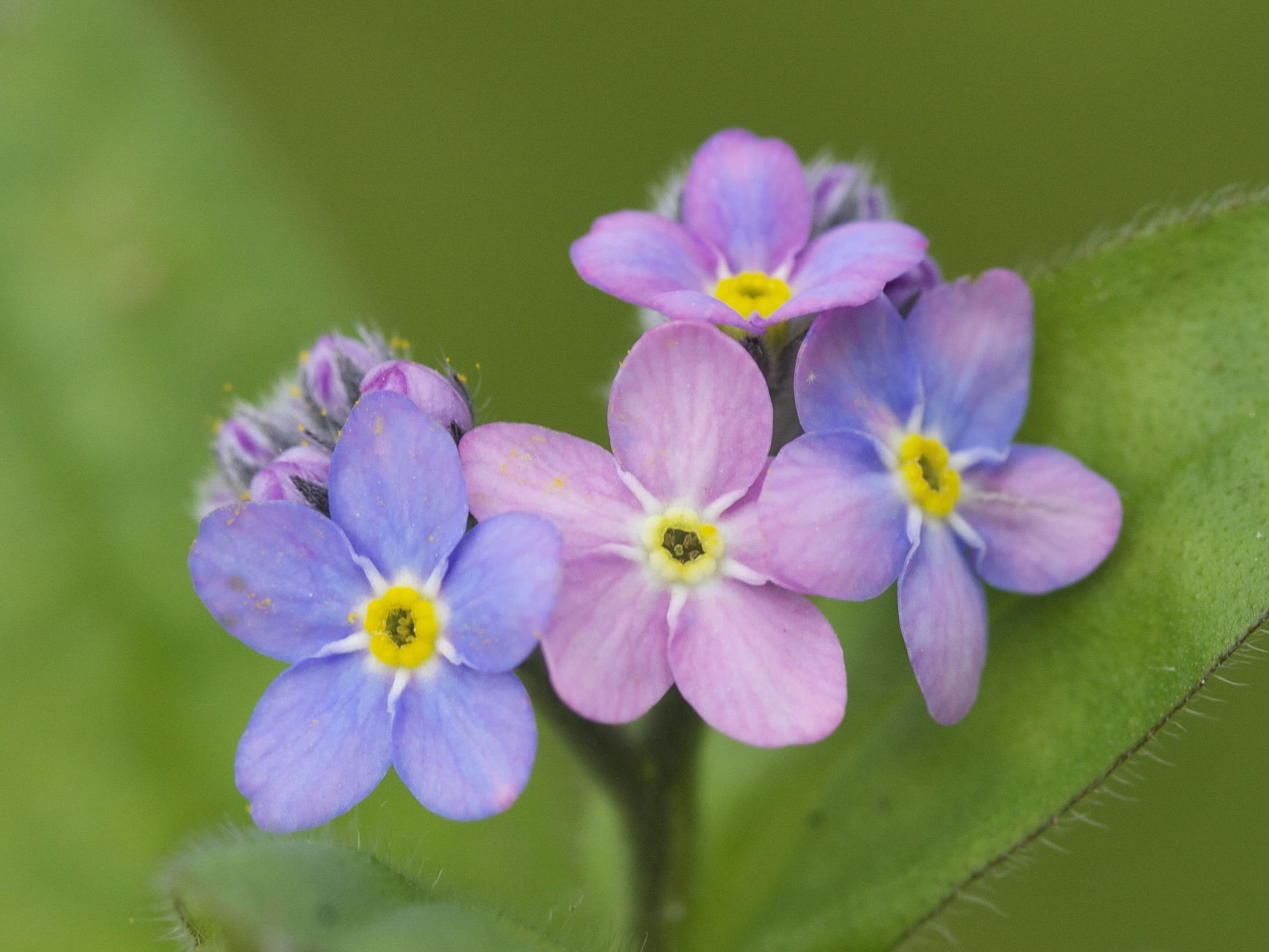 myosotis_sylvatica5amd
