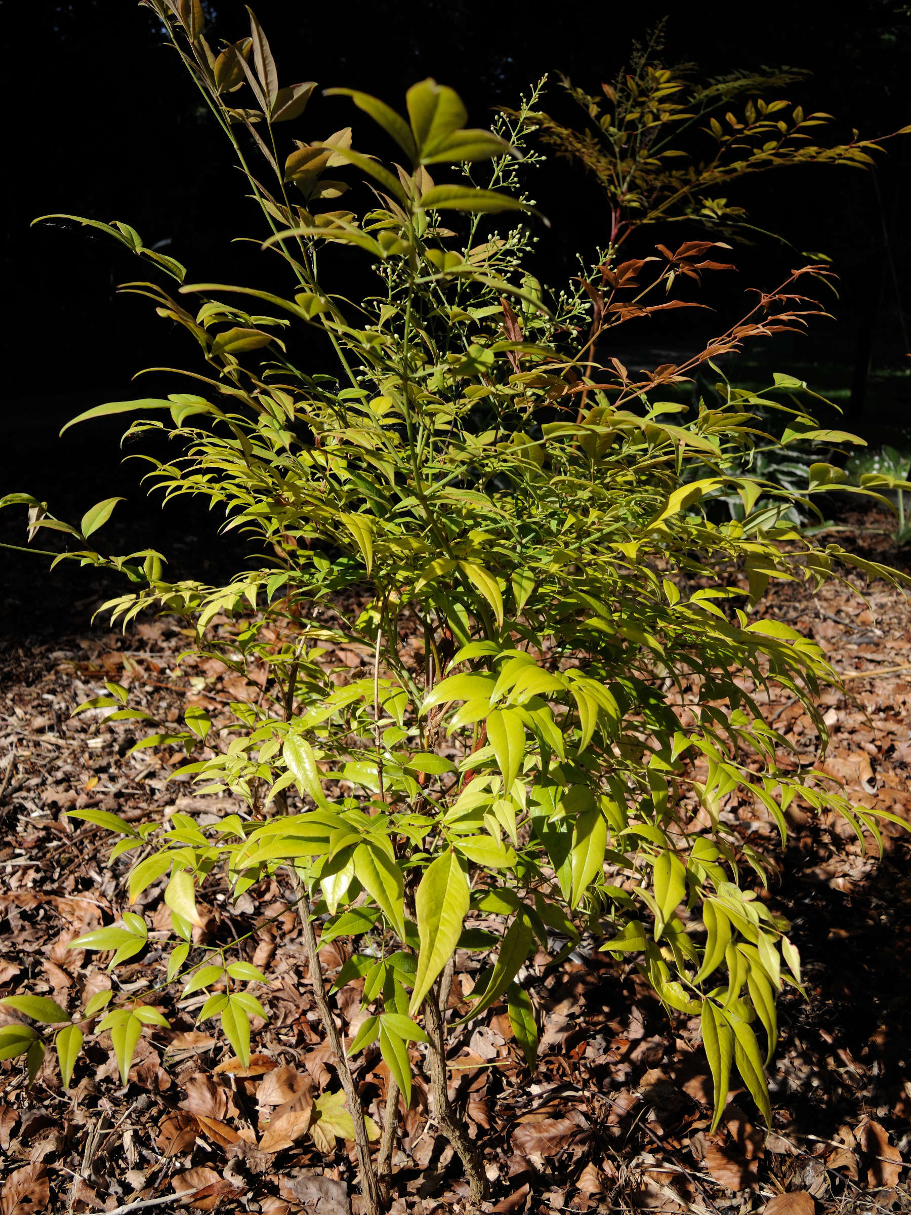 Afficher le média nandina_domestica1bmd nandina_domestica1bmd