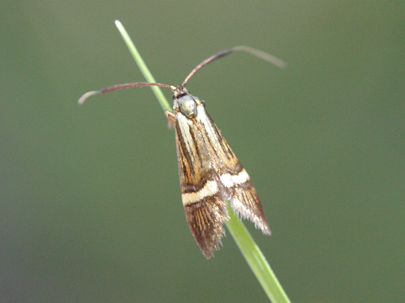 nemophora_degeerella3bd