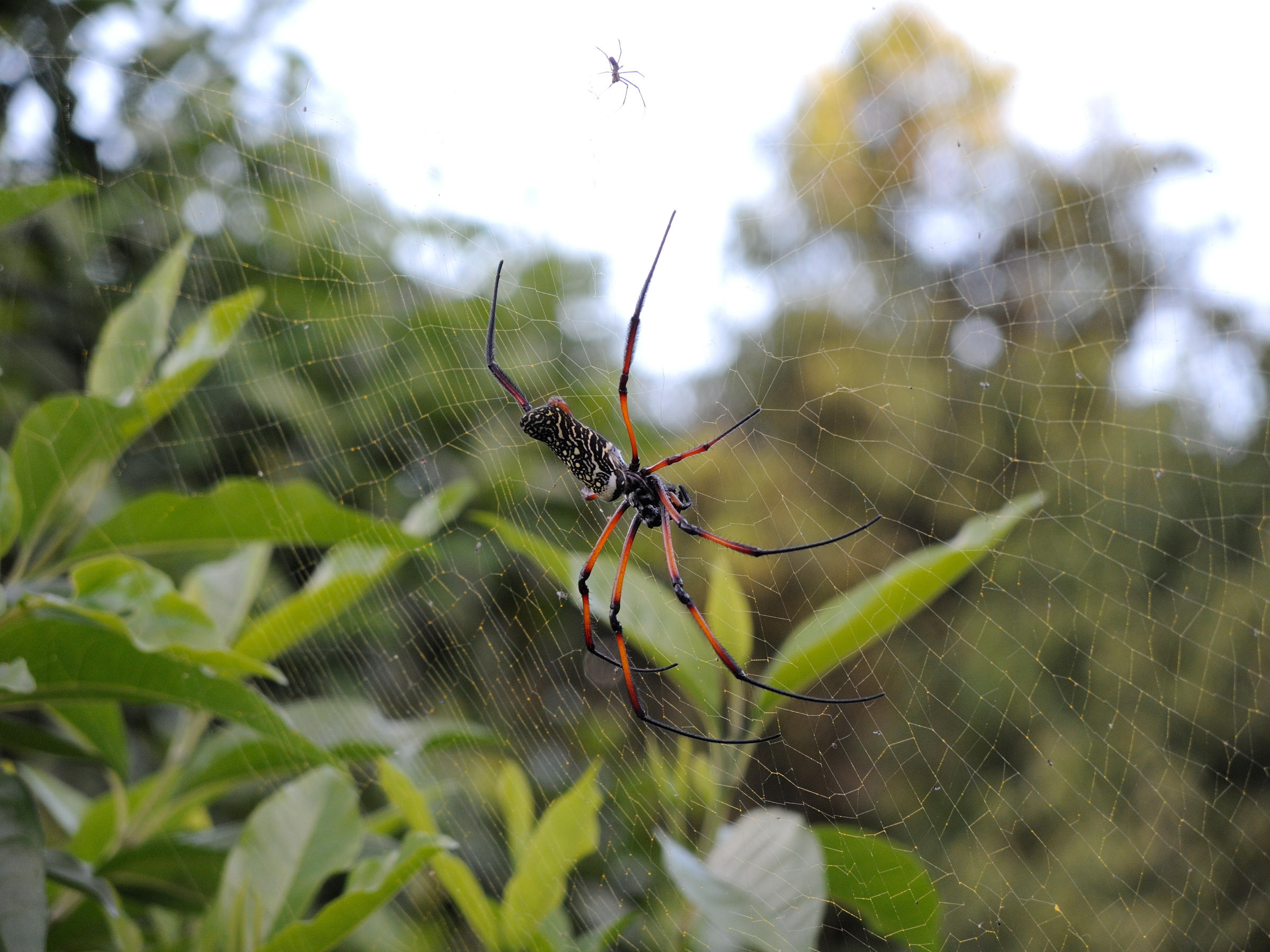 Afficher le média nephila_comorana1md nephila_comorana1md
