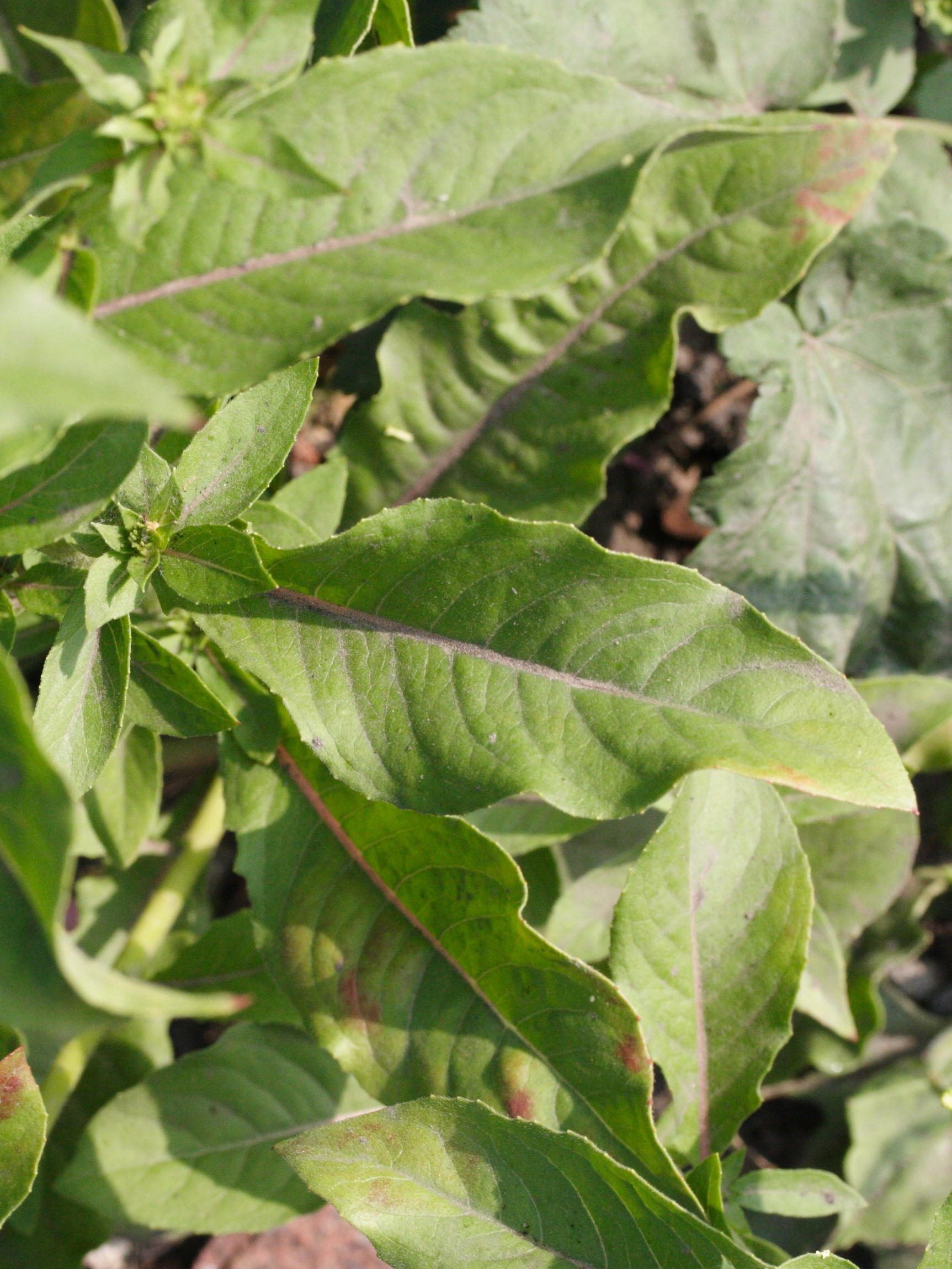 oenothera_biennis5md