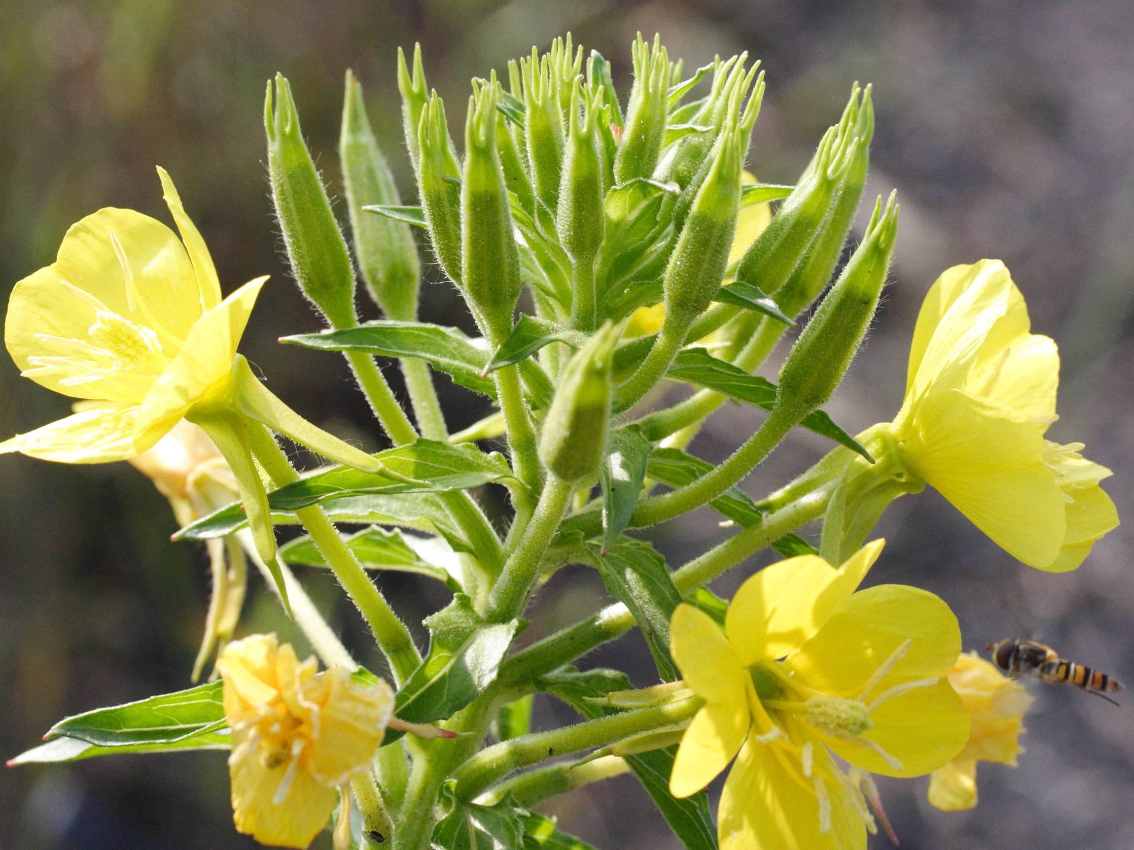 oenothera_subterminalis2md