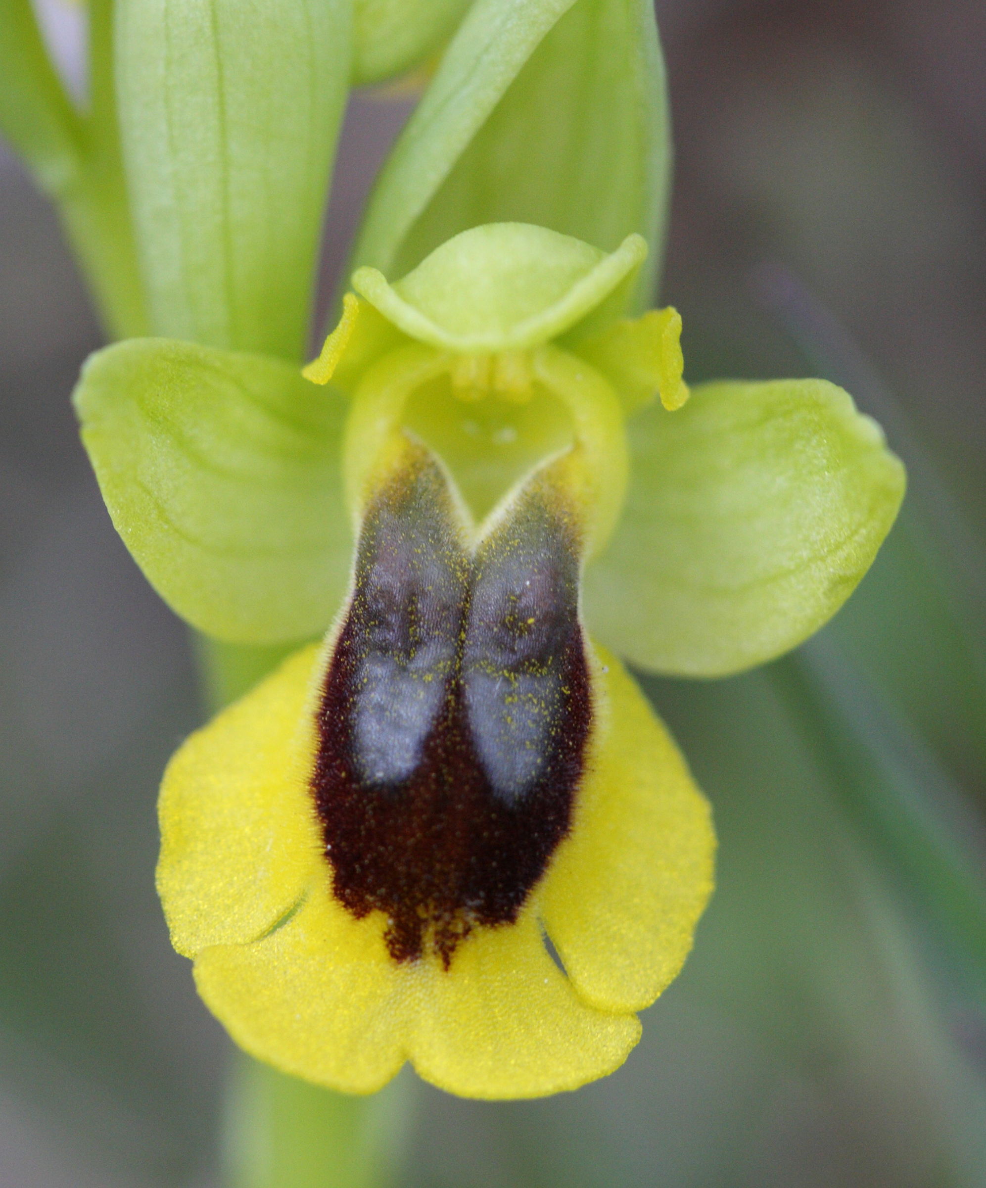 ophrys_lutea1bd