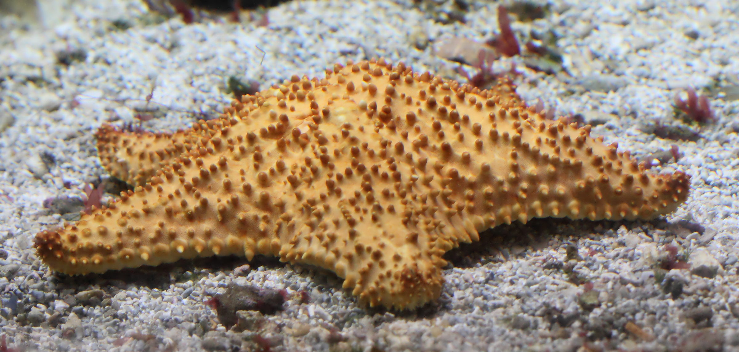 oreaster_reticulatus4bd