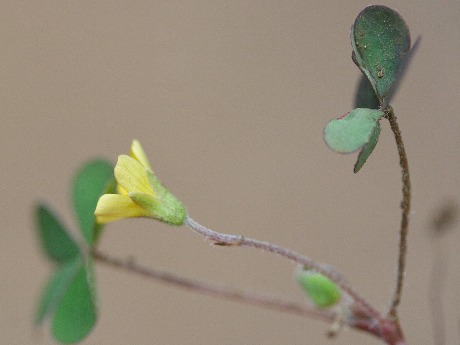 oxalis_corniculata5md