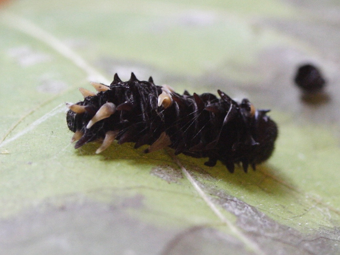 Afficher le média pachliopta_kotzebuea_ch2md pachliopta_kotzebuea_ch2md