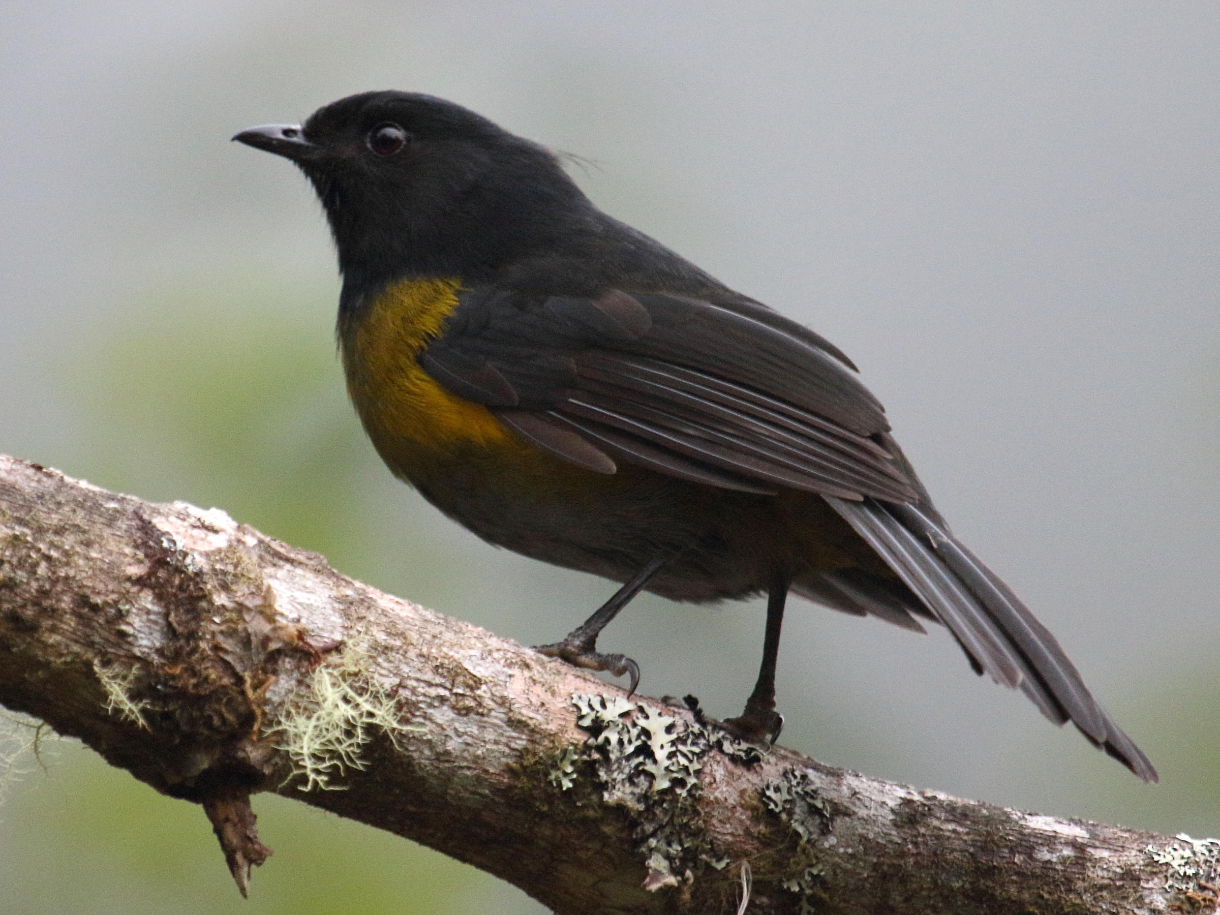 Afficher le média phenoptile_noir_et_jaune_-_phainoptila_melanoxantha1bd phenoptile_noir_et_jaune_-_phainoptila_melanoxantha1bd