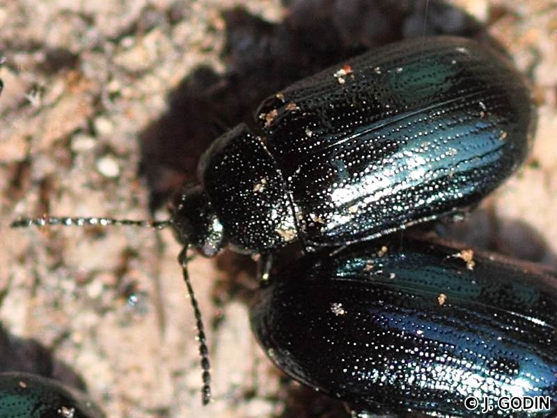 Afficher le média phratora_vulgatissima2jg phratora_vulgatissima2jg