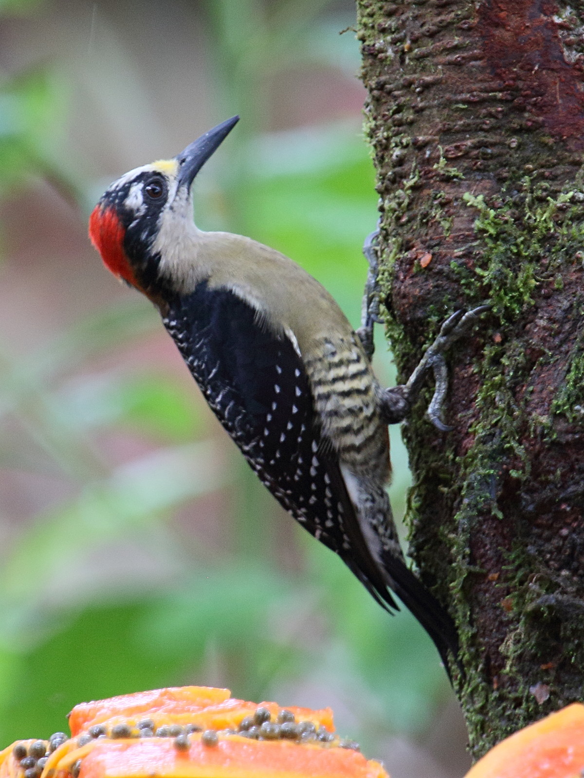 pic_de_pucheran_-_melanerpes_pucherani1bd