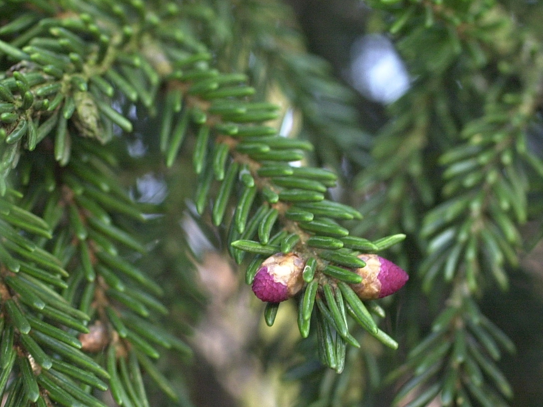 picea_orientalis4md