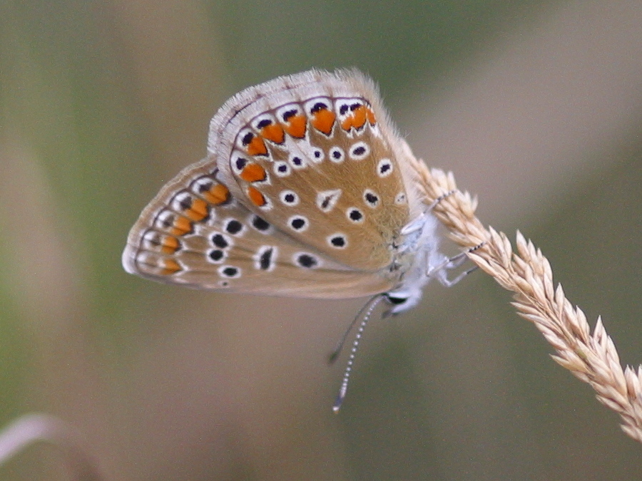 polyommatus_icarus1abd