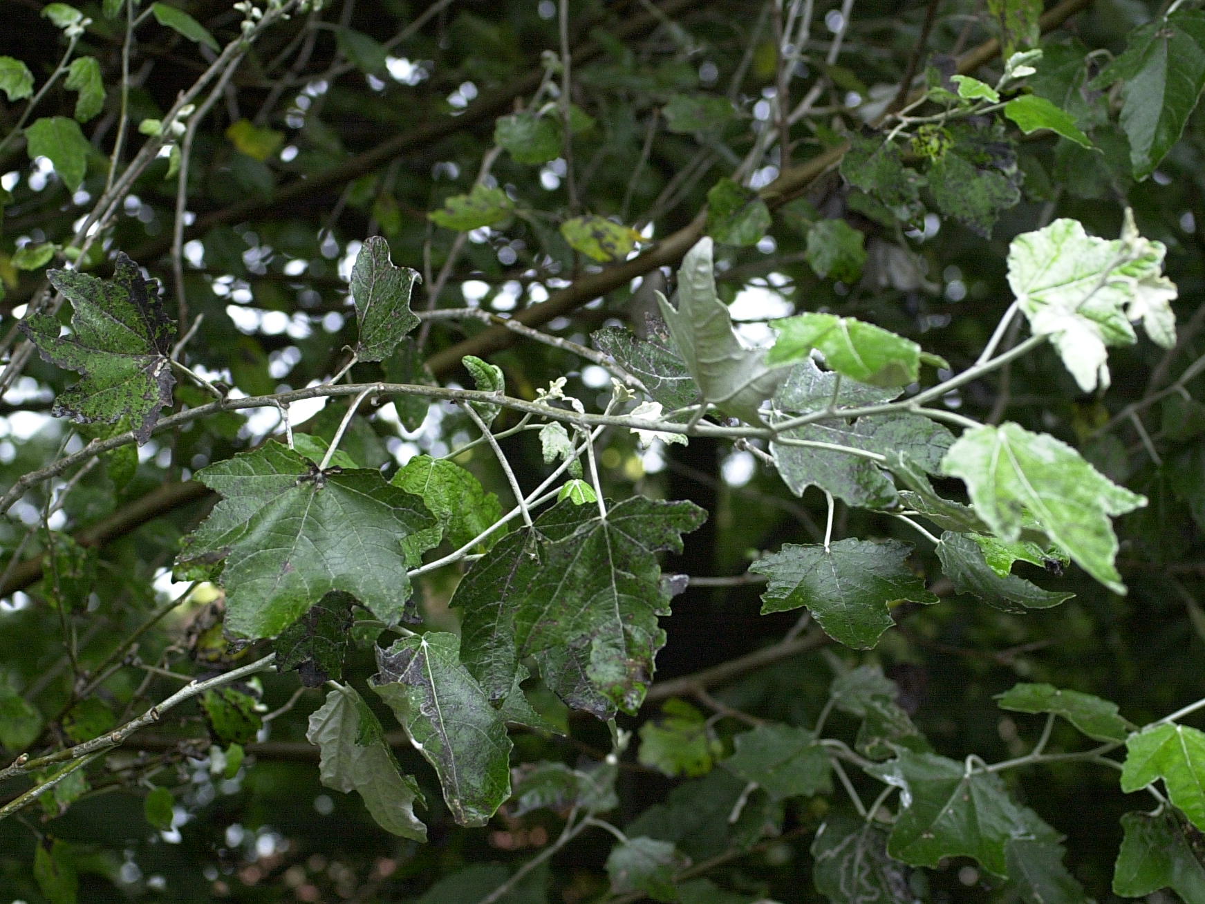 populus_alba1md