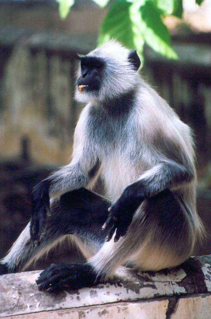 presbytis_entellus1gc