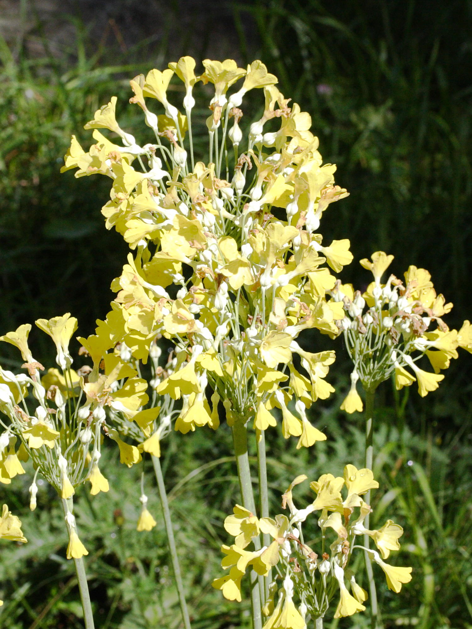 Afficher le média primula_sikkimensis2md primula_sikkimensis2md