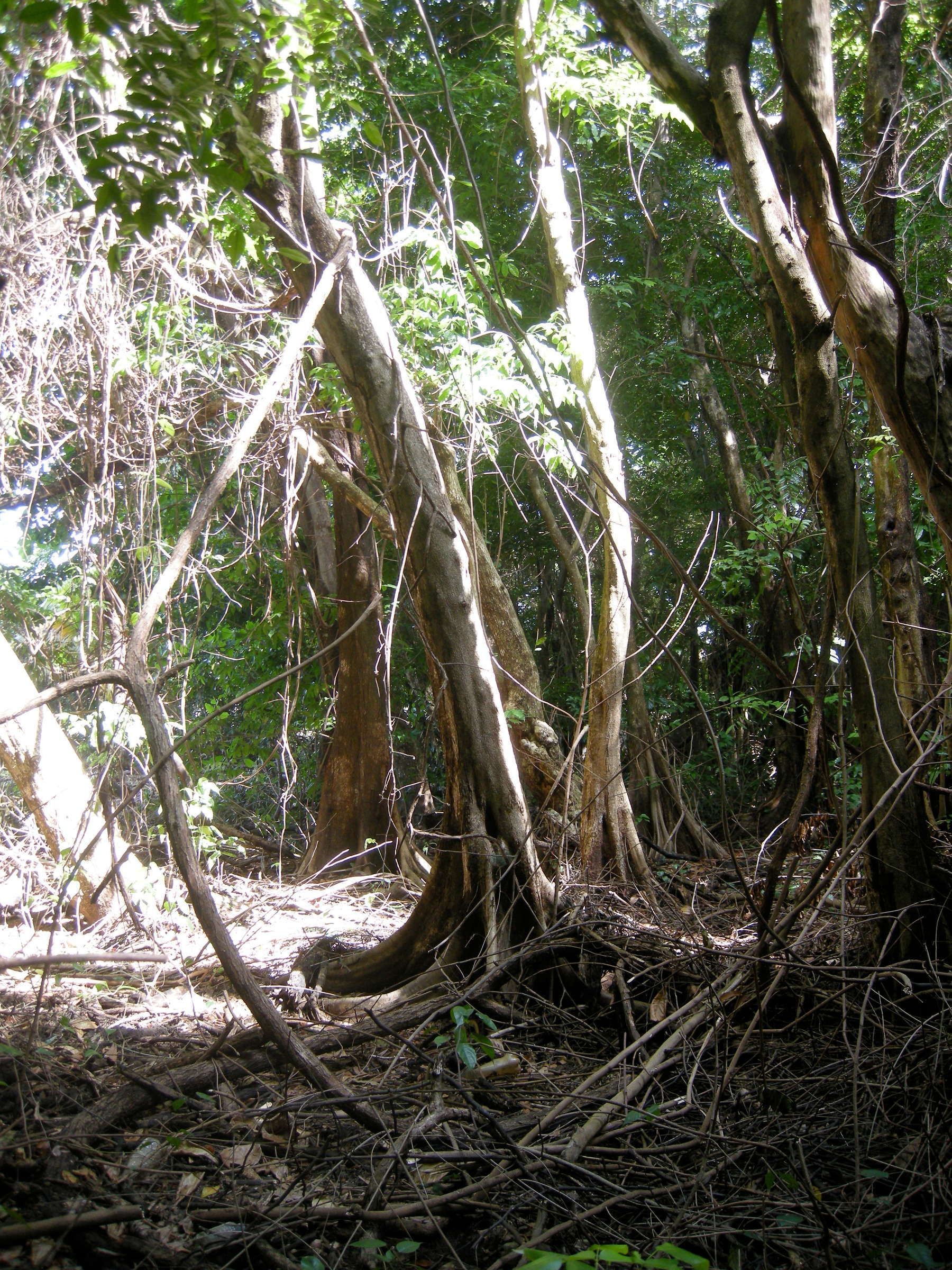 pterocarpus_officinalis2md