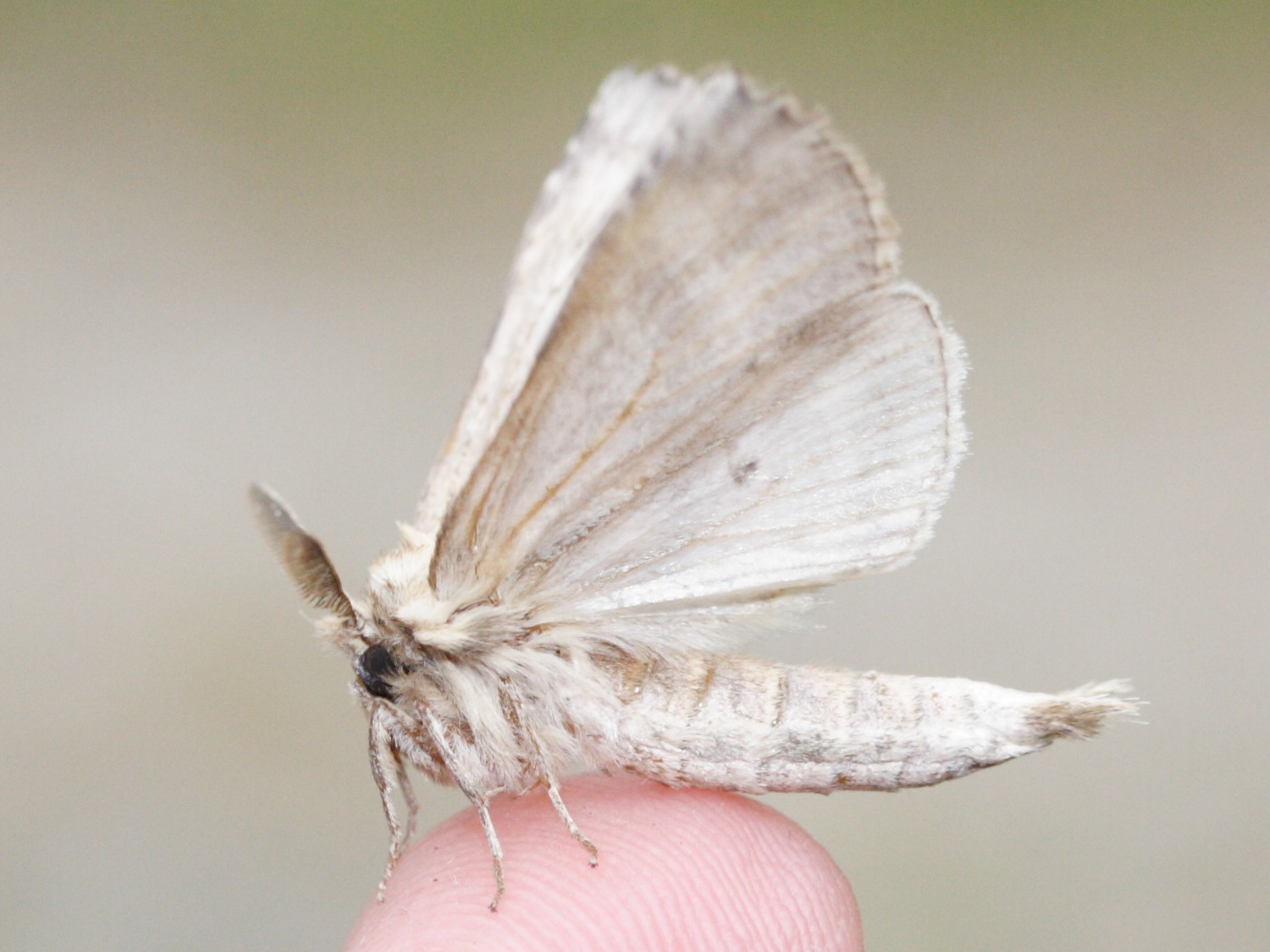 pterostoma_palpina5md