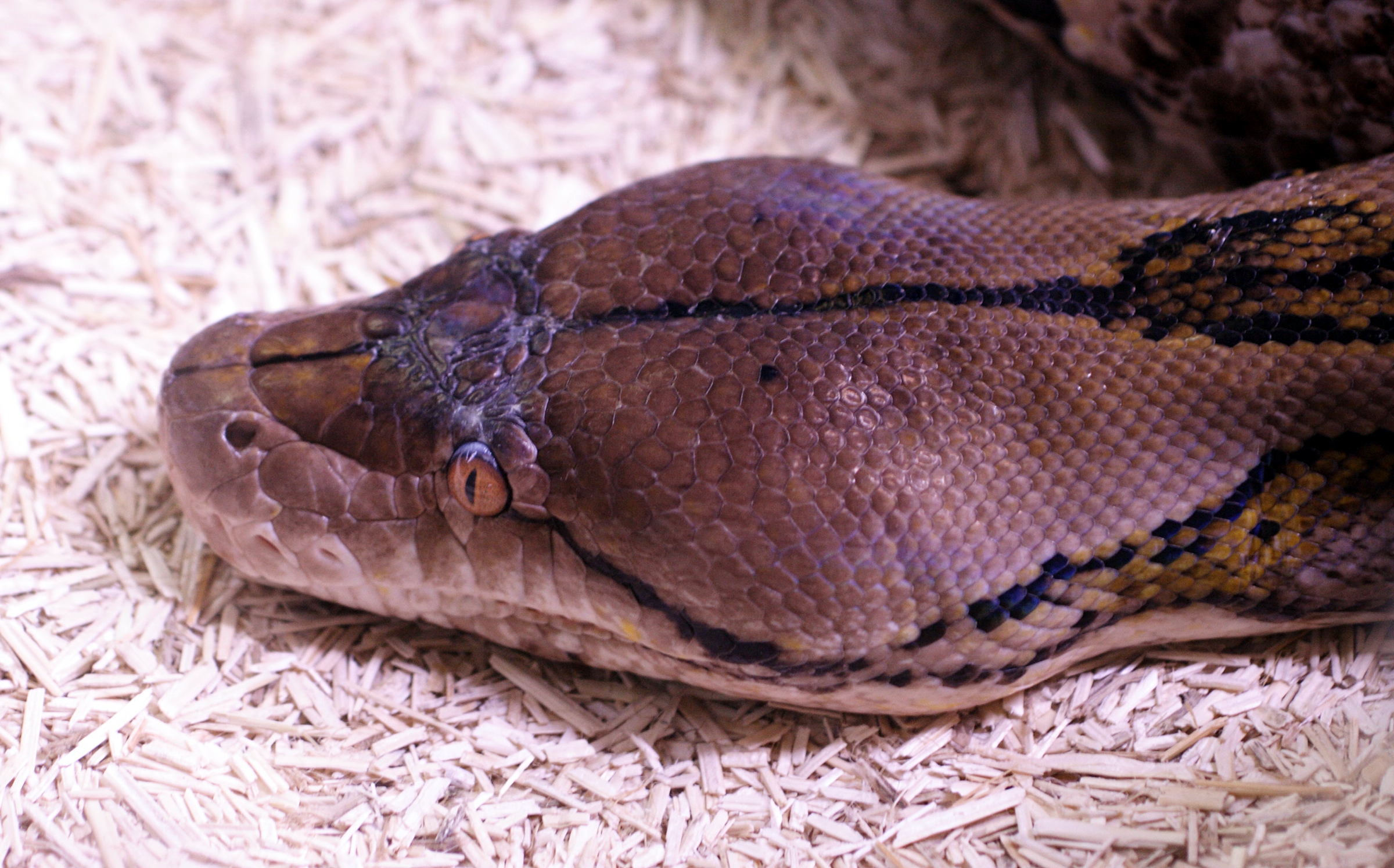 python_reticulatus2md